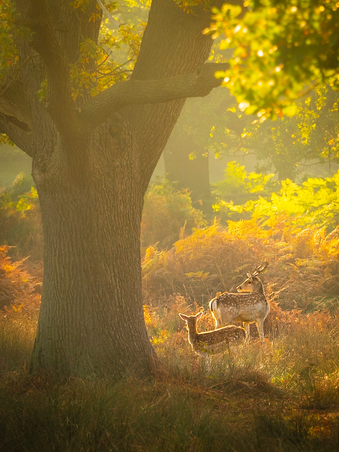 Two fallow deer in an autumn sunlit glade early in the morning as mist rises in the background
