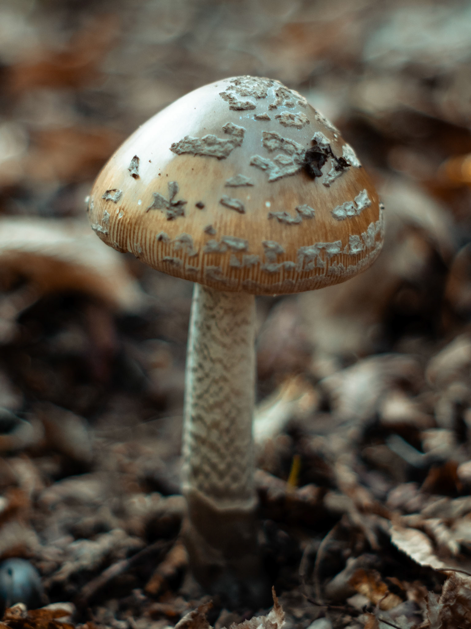 Lone mushroom