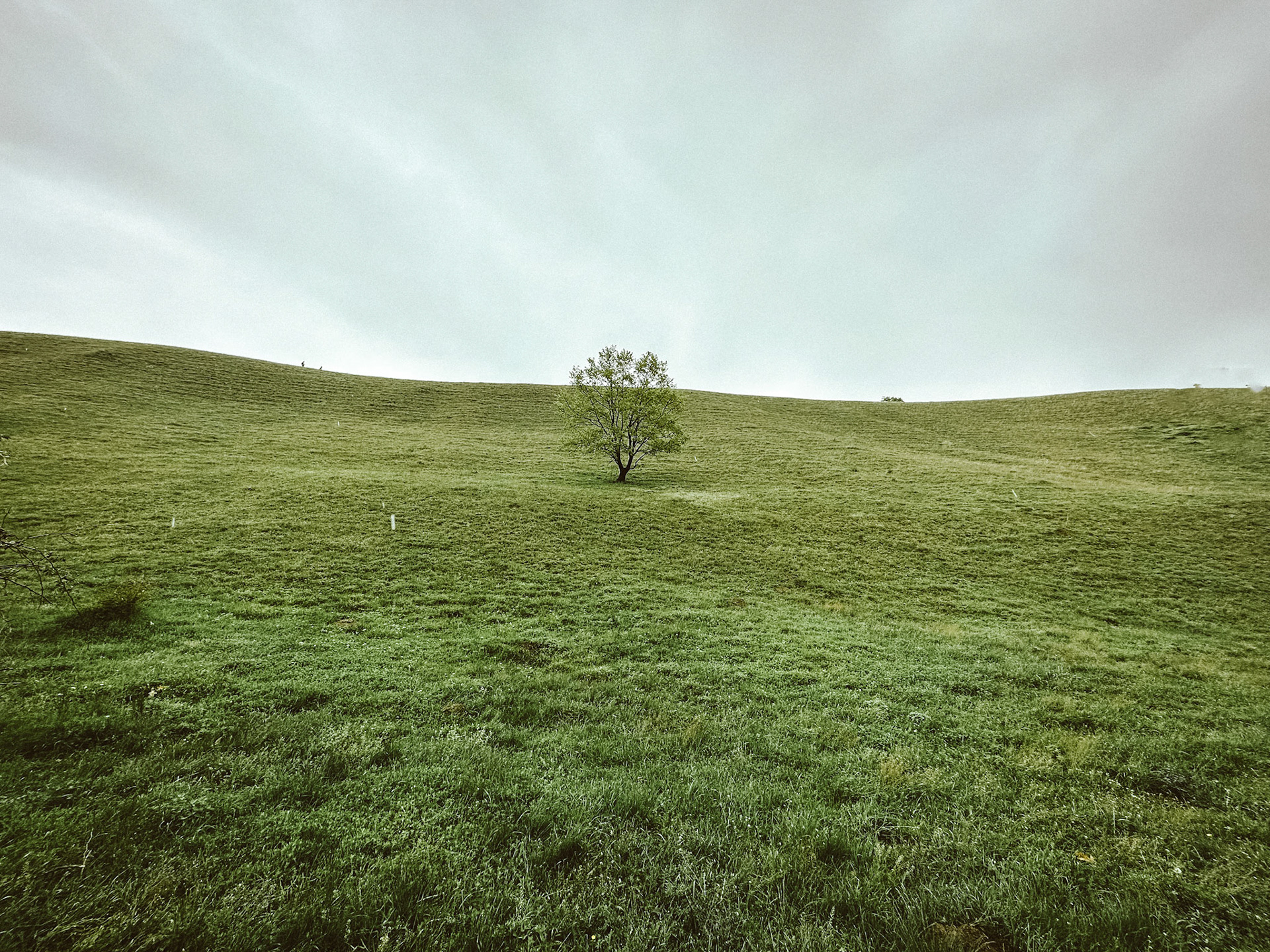 A lone tree