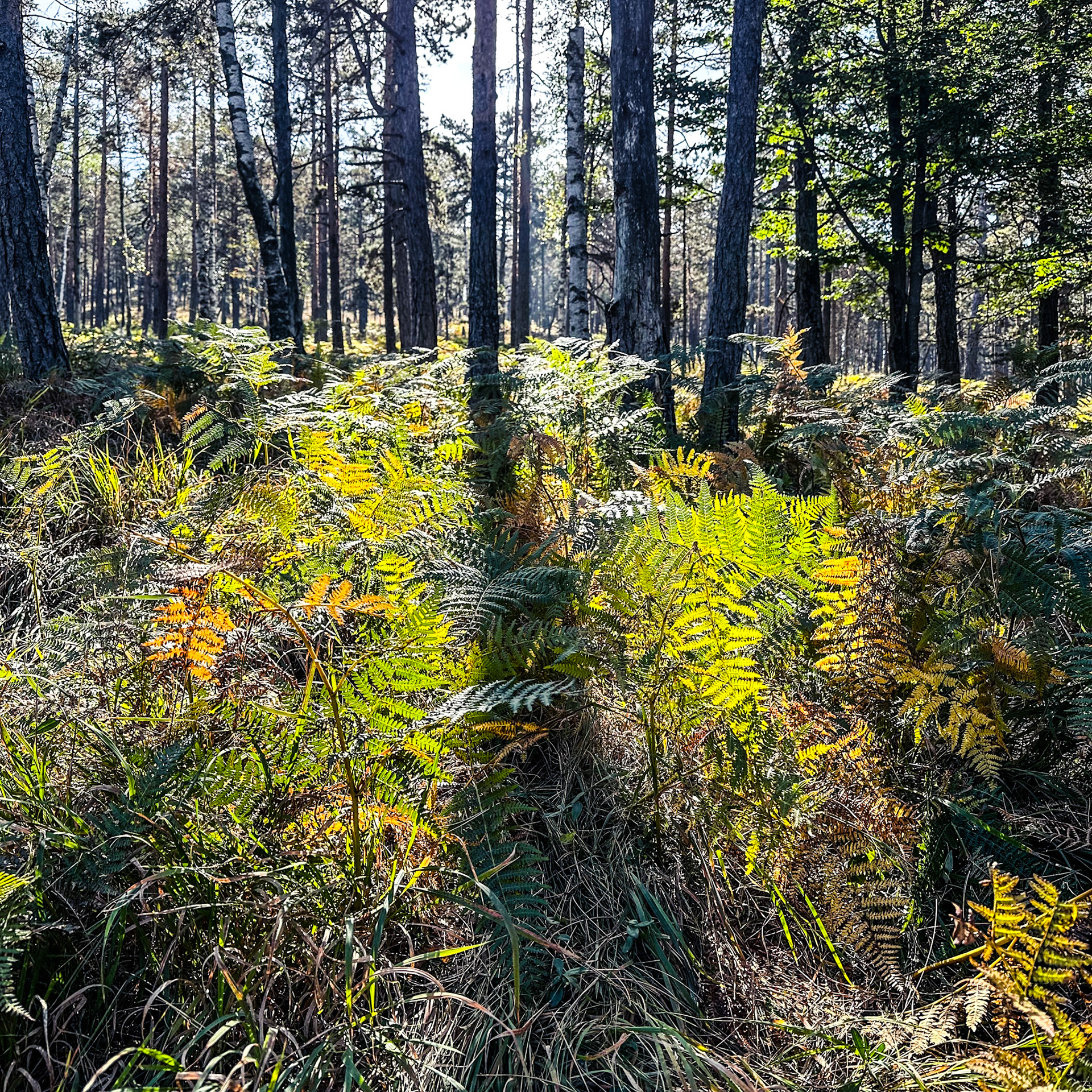 Forest LIght
