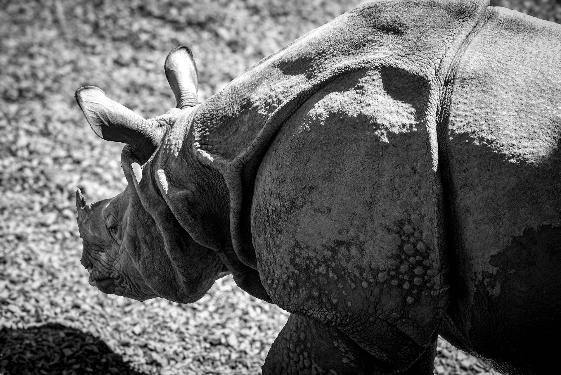 © Georges Felouzis