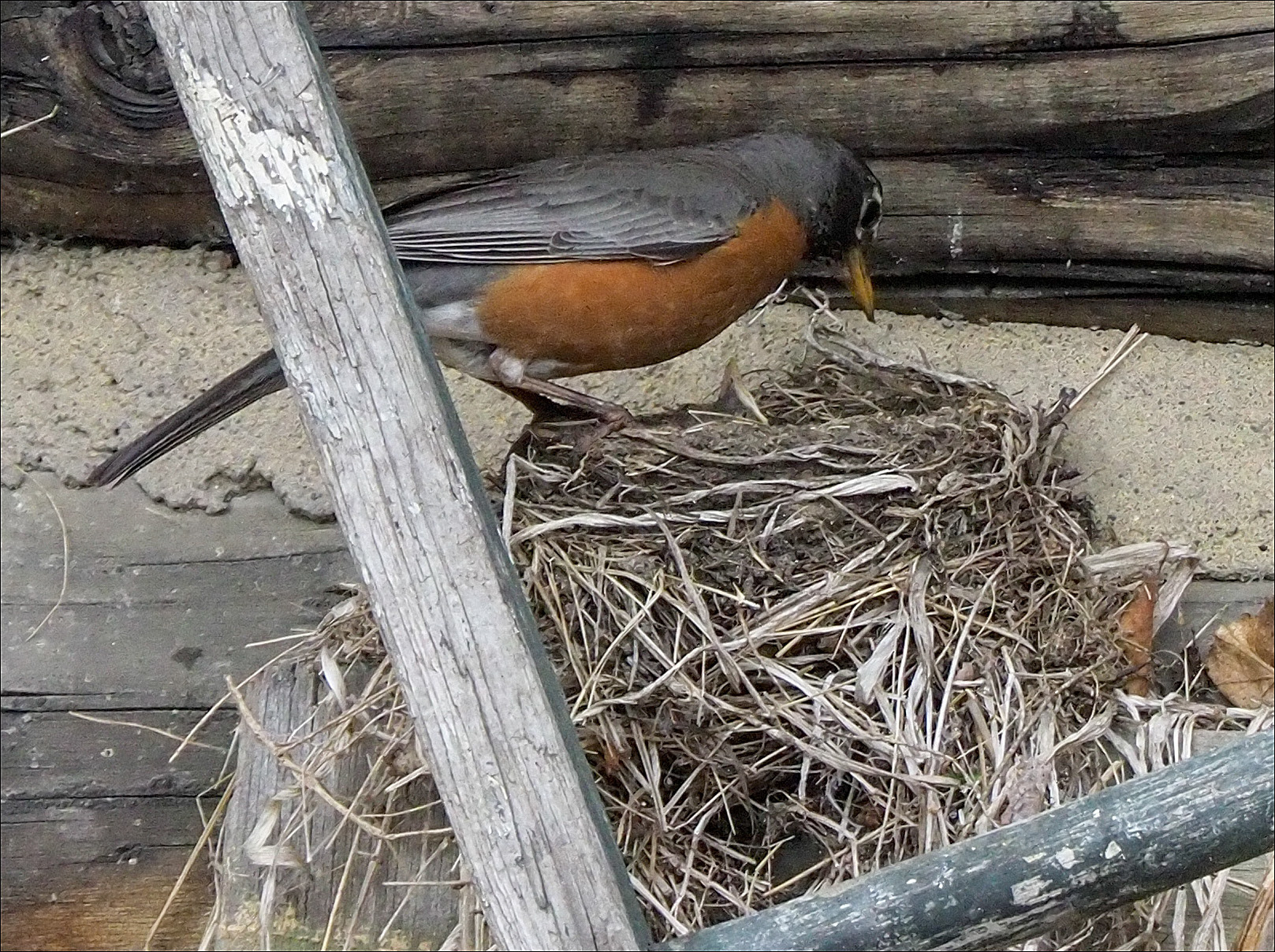 Robin Mama