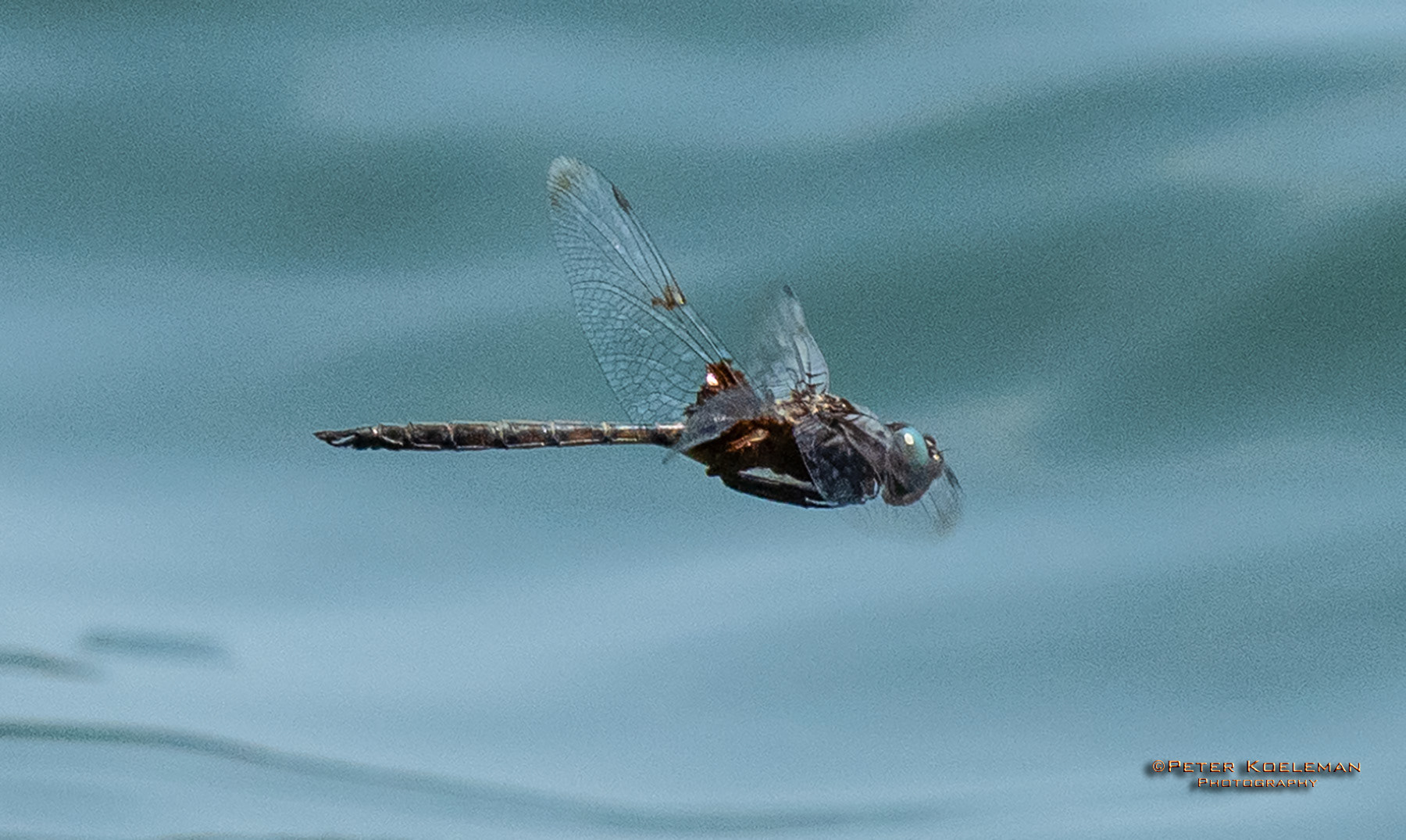 Dragonfly