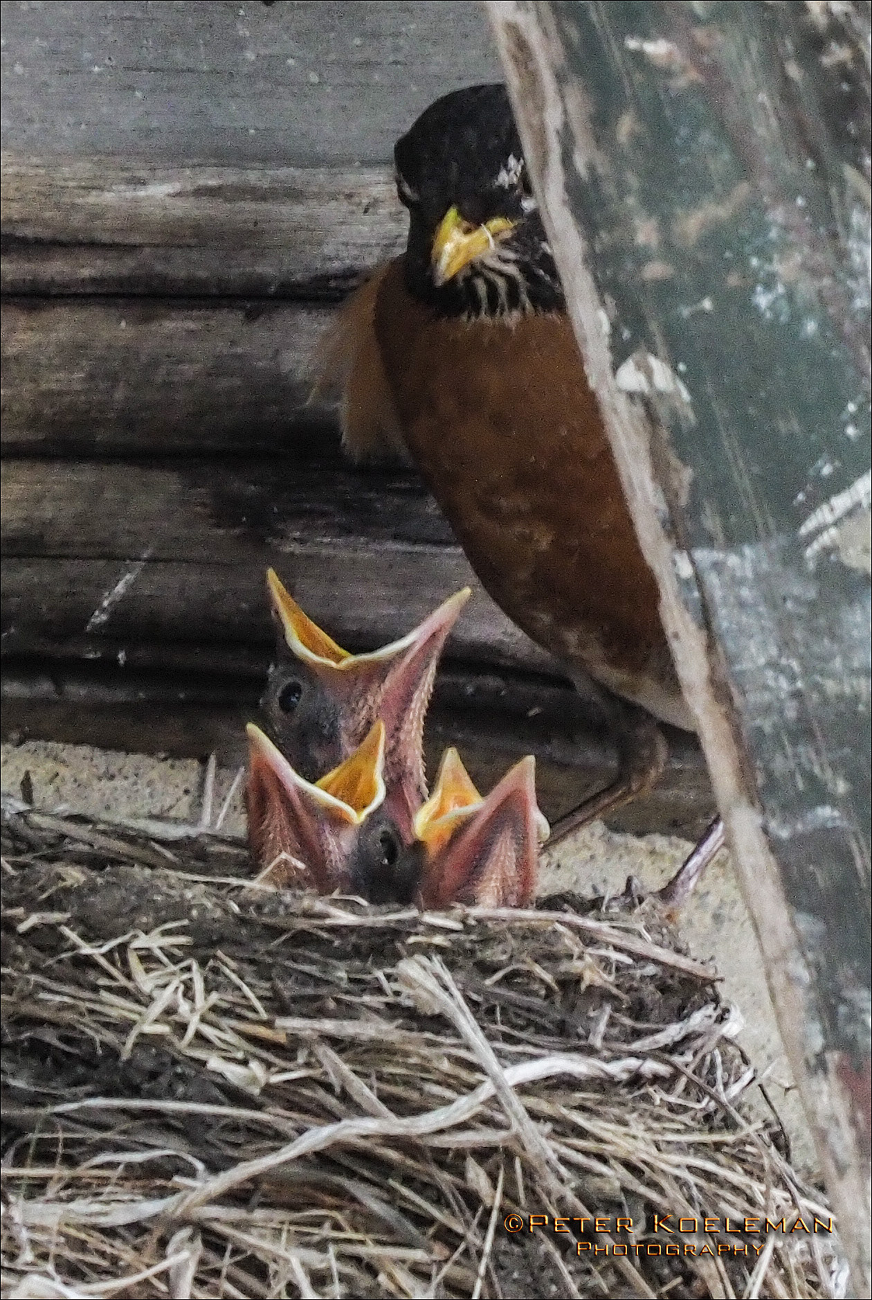 Hungry Robin Chicks