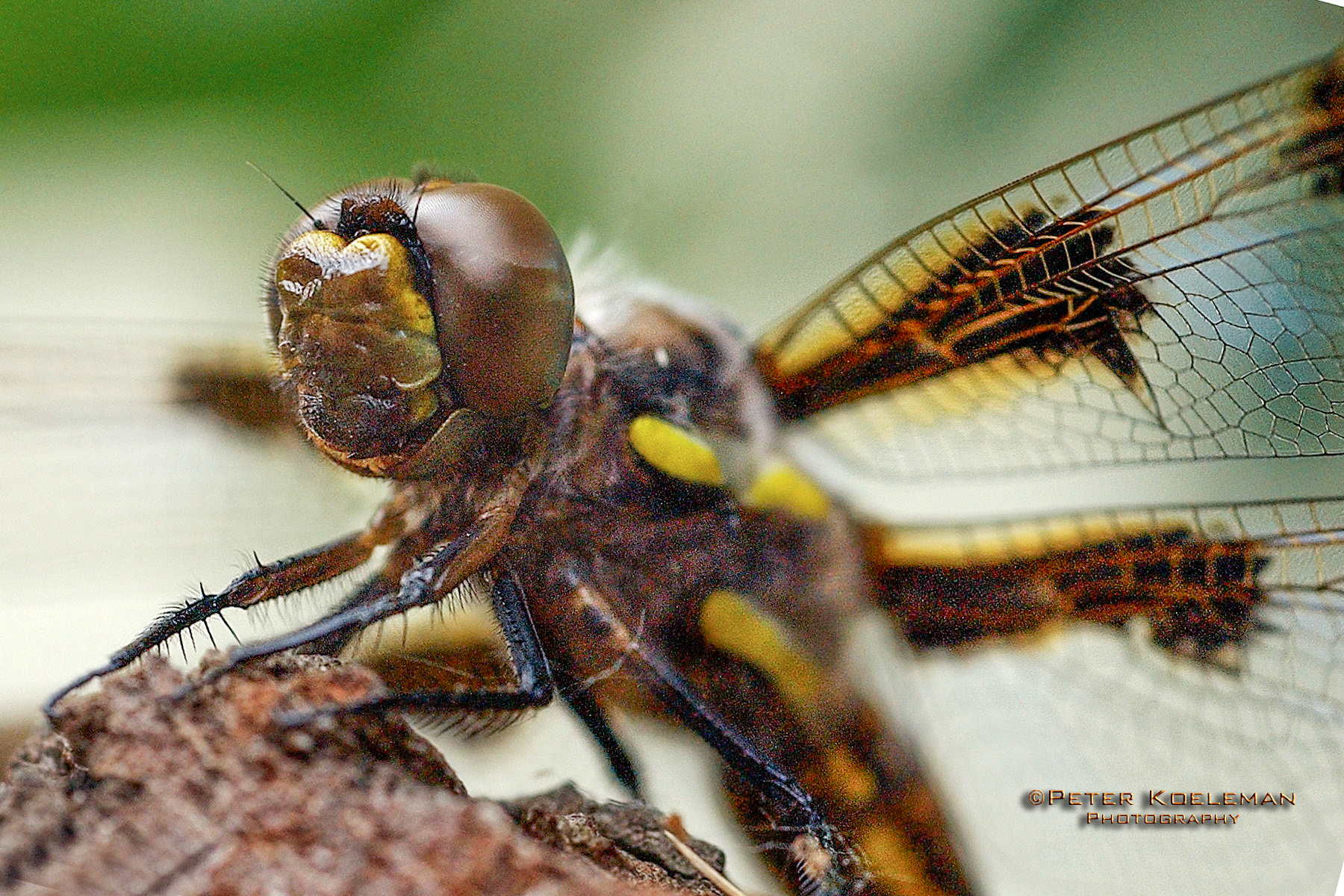 Dragonfly