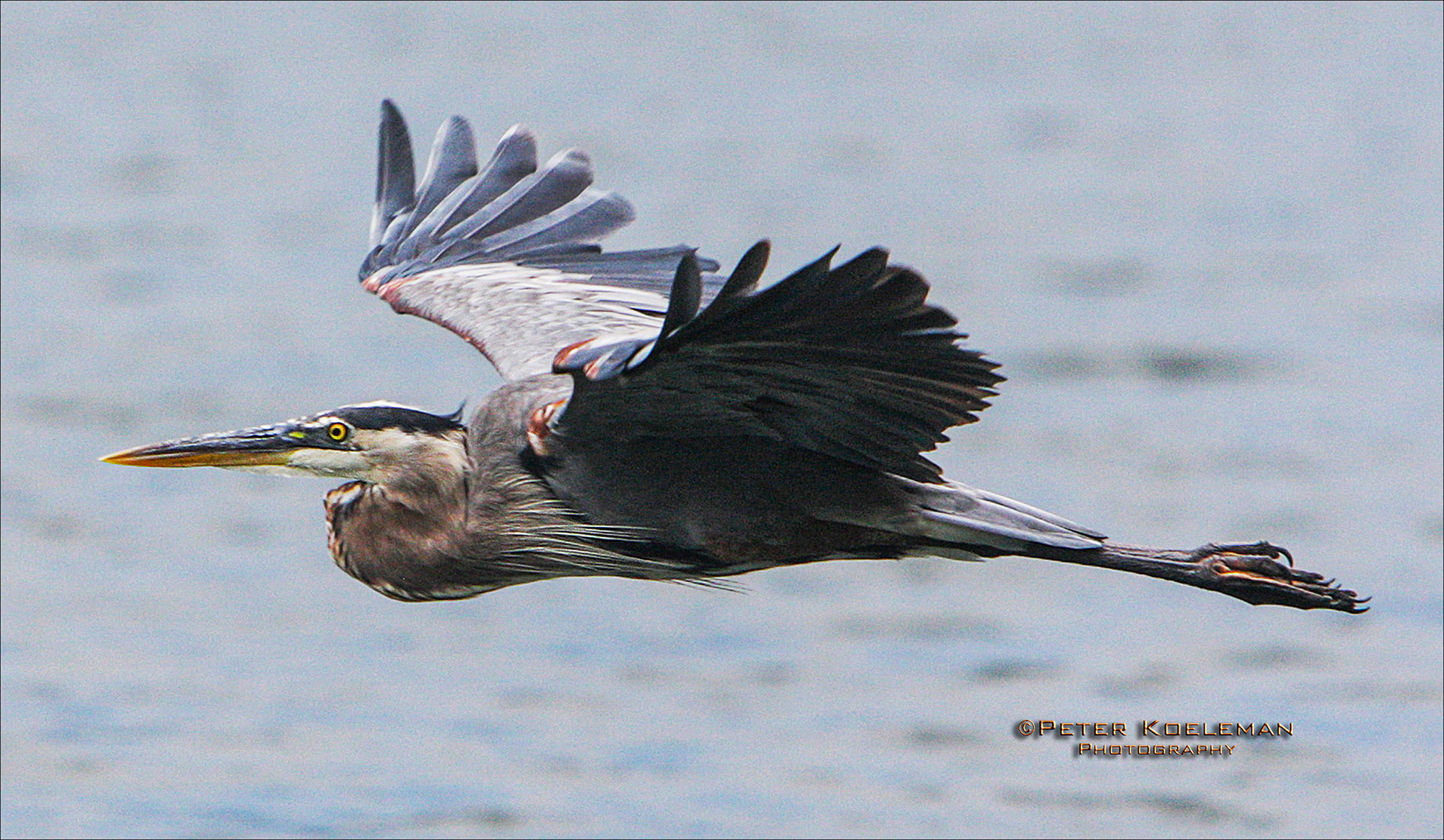 Great Blue Heron