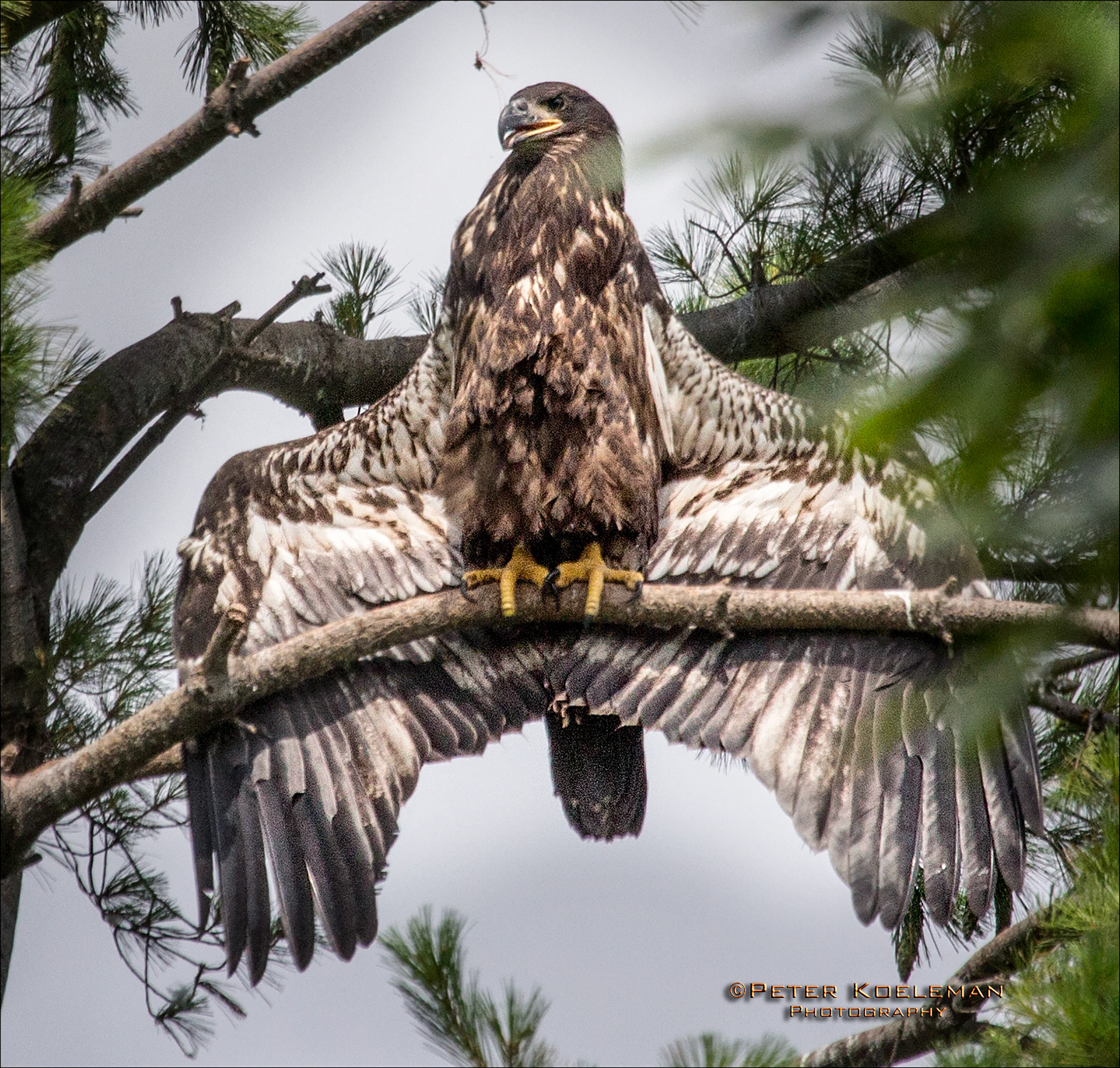 Juvenile Cooling Off