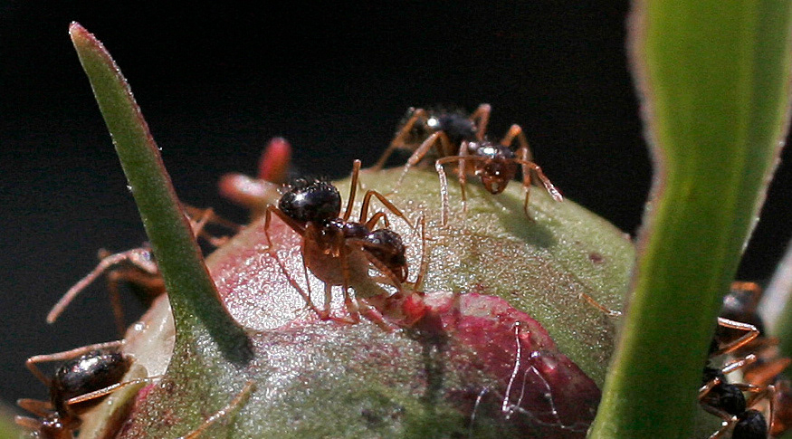 Grazing Ants