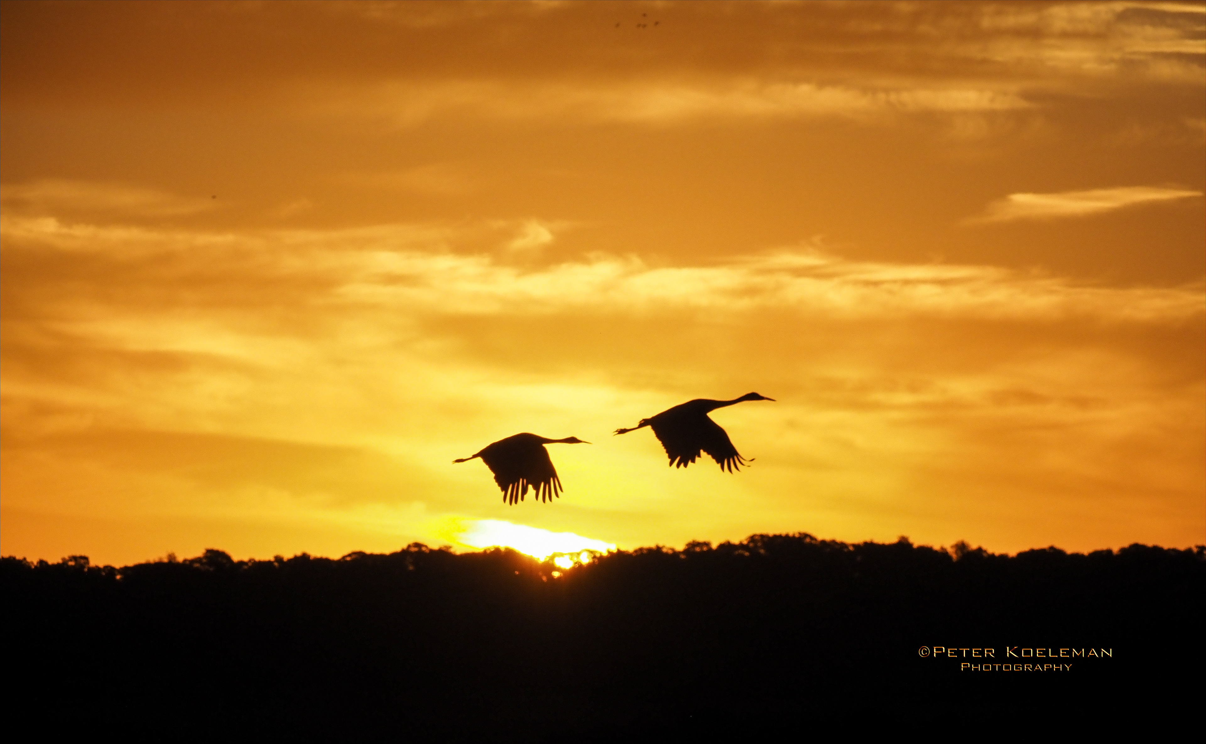 Sandhill Cranes Migrating