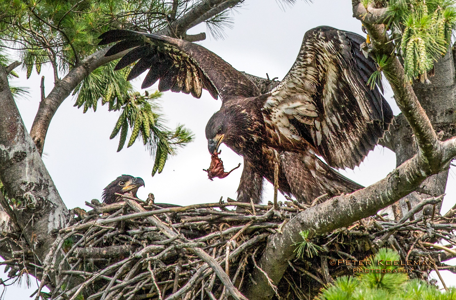 Juveniles Having a Meal