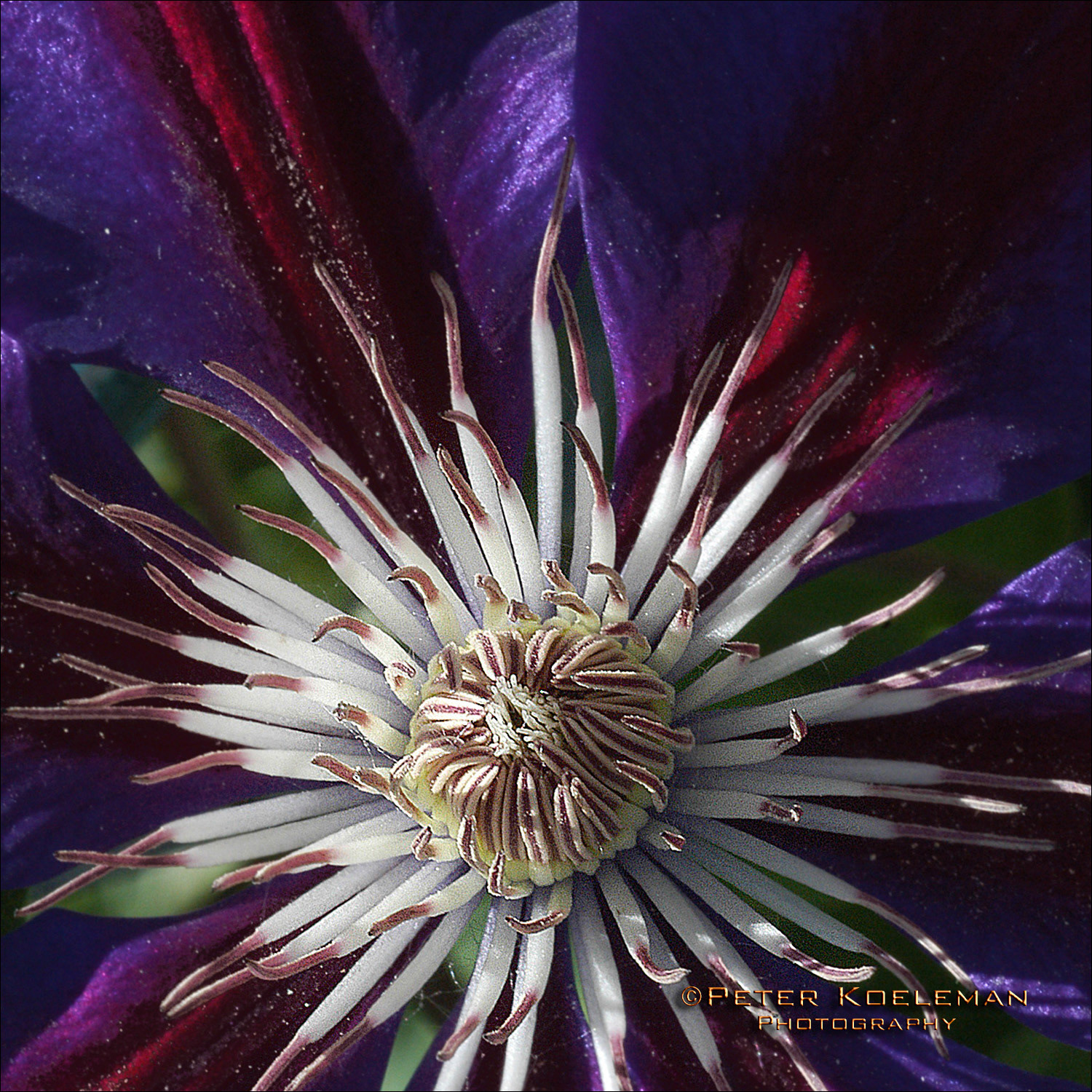 Clematis
