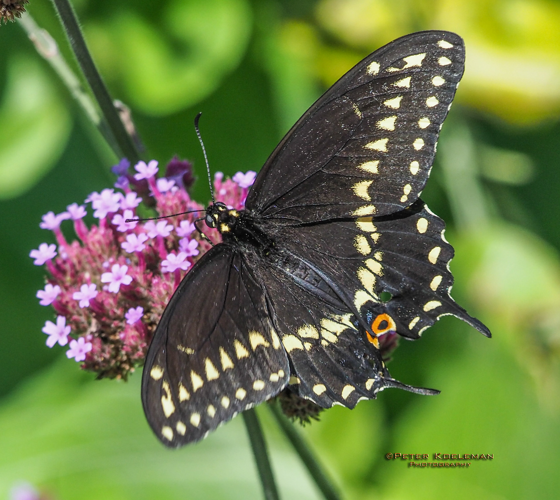 Black Swallowtail Butterfly