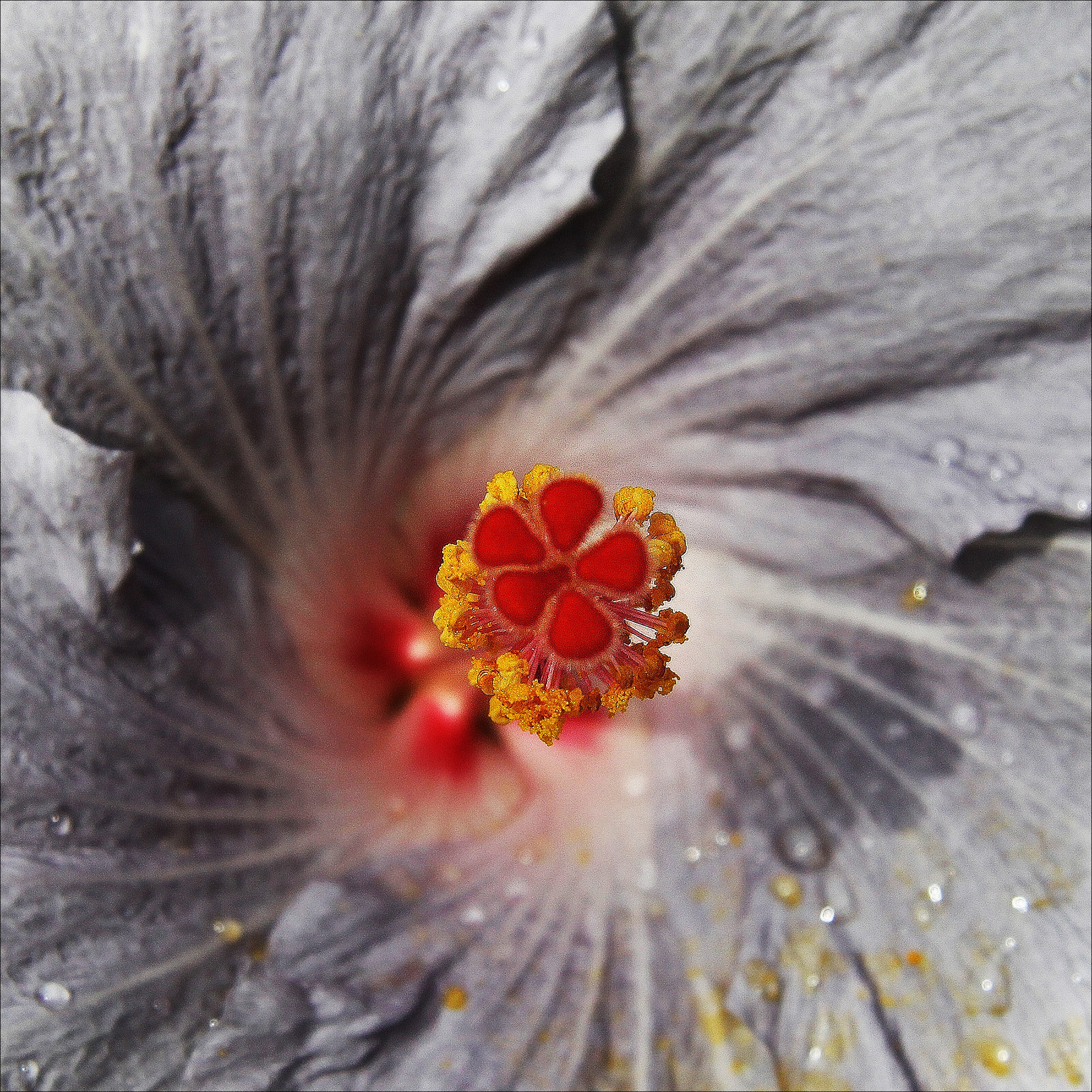 Hibiscus