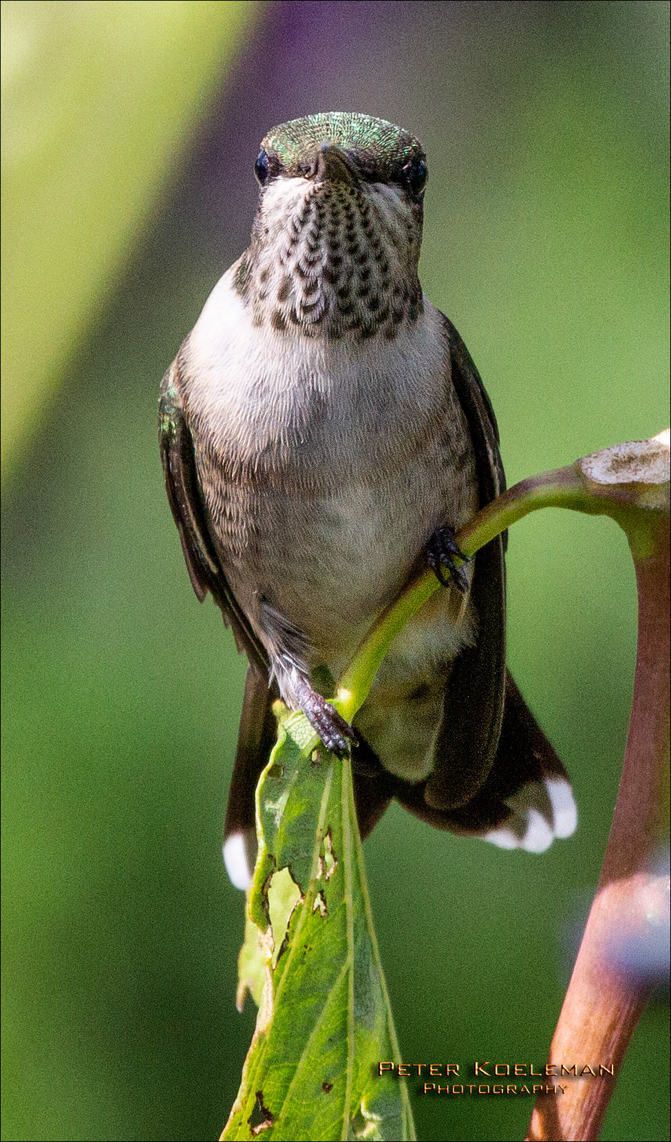 Ruby-Throated Hummingbird
