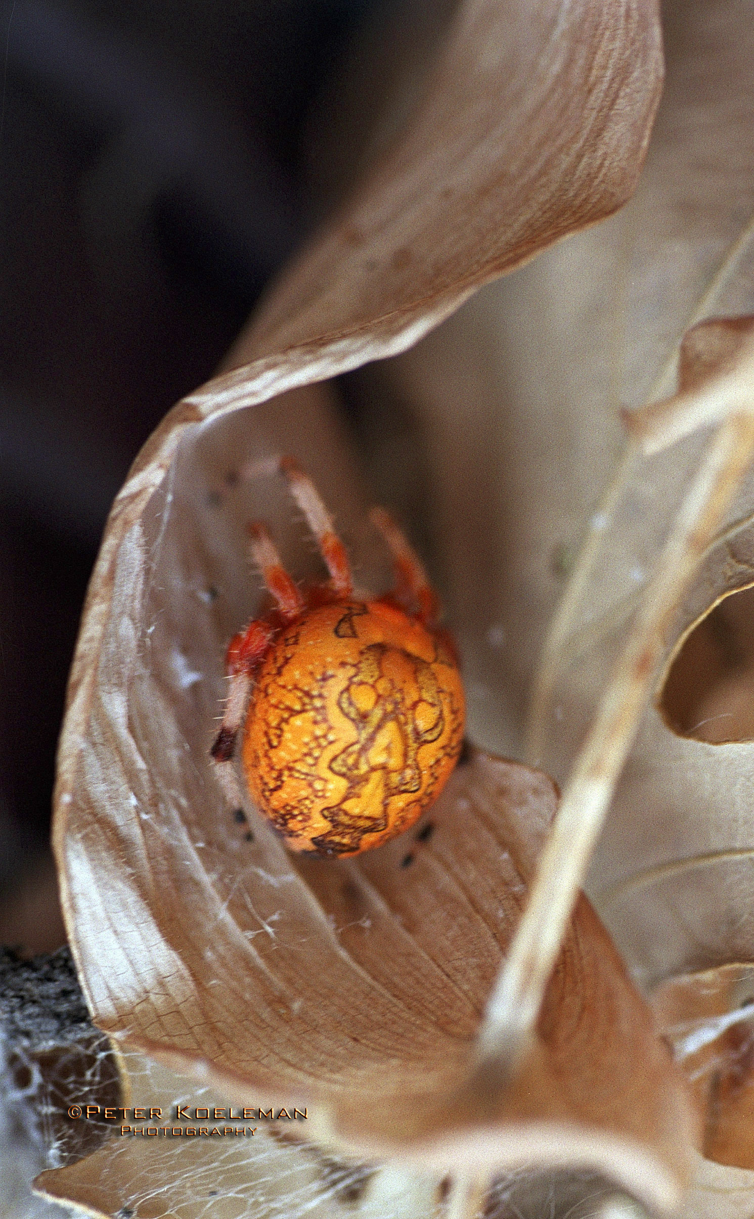 Marble-Orbed Spider