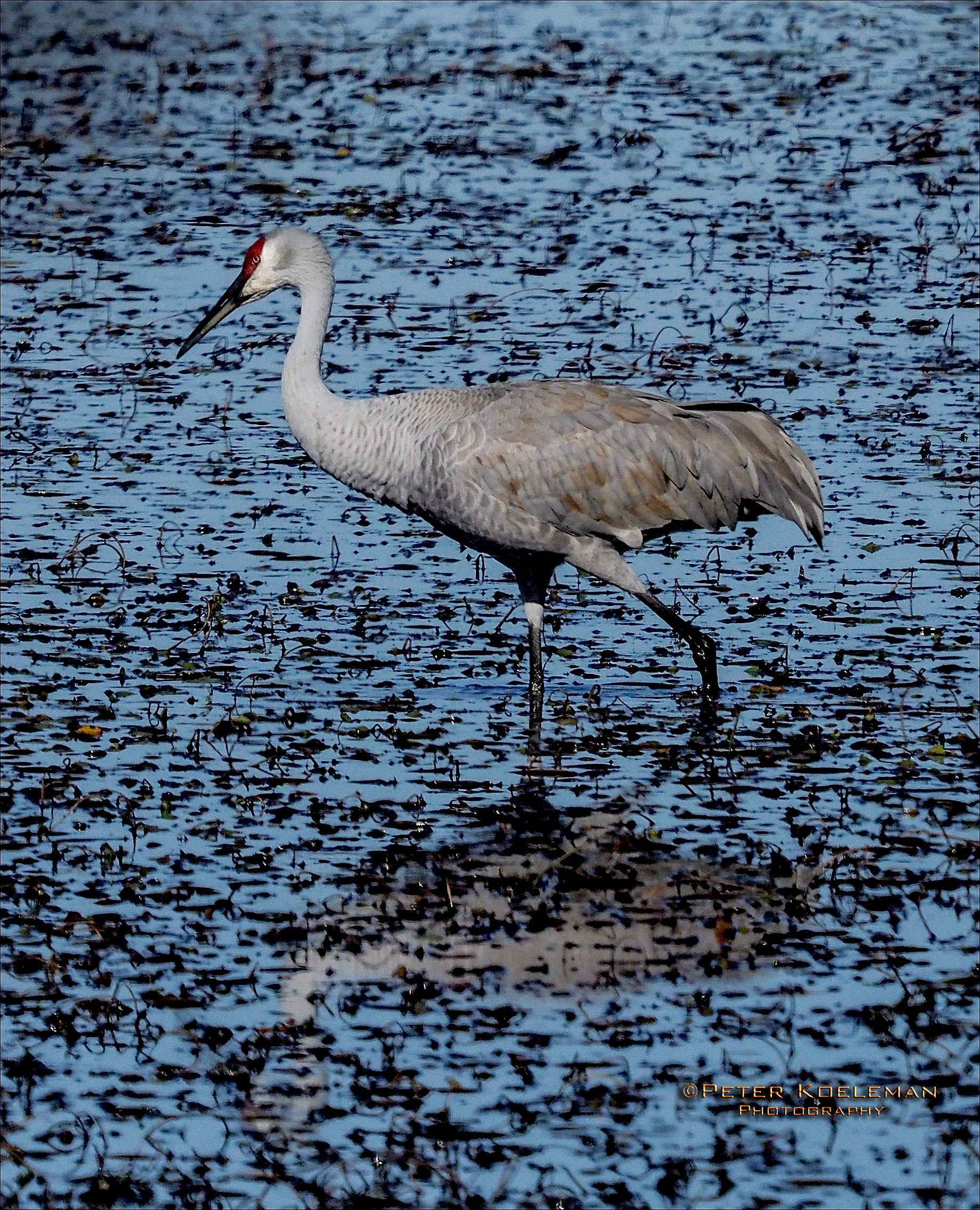 Sandhill Crane
