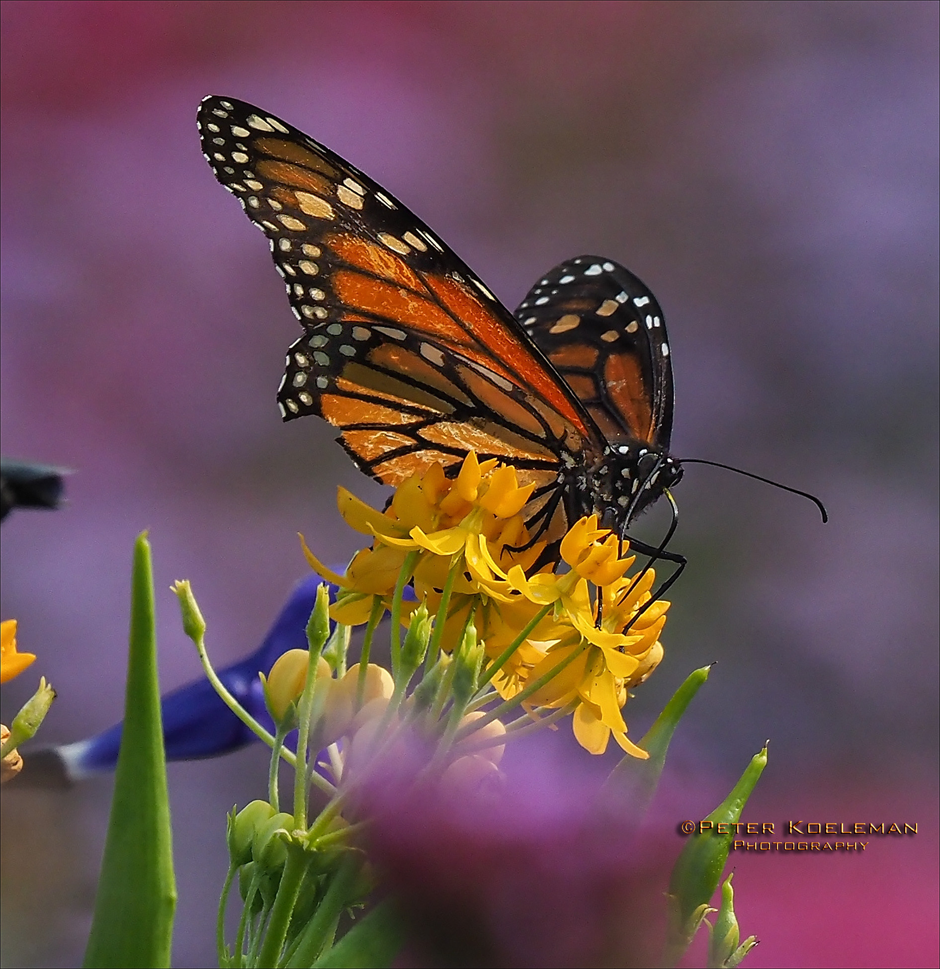 Monarch Butterfly