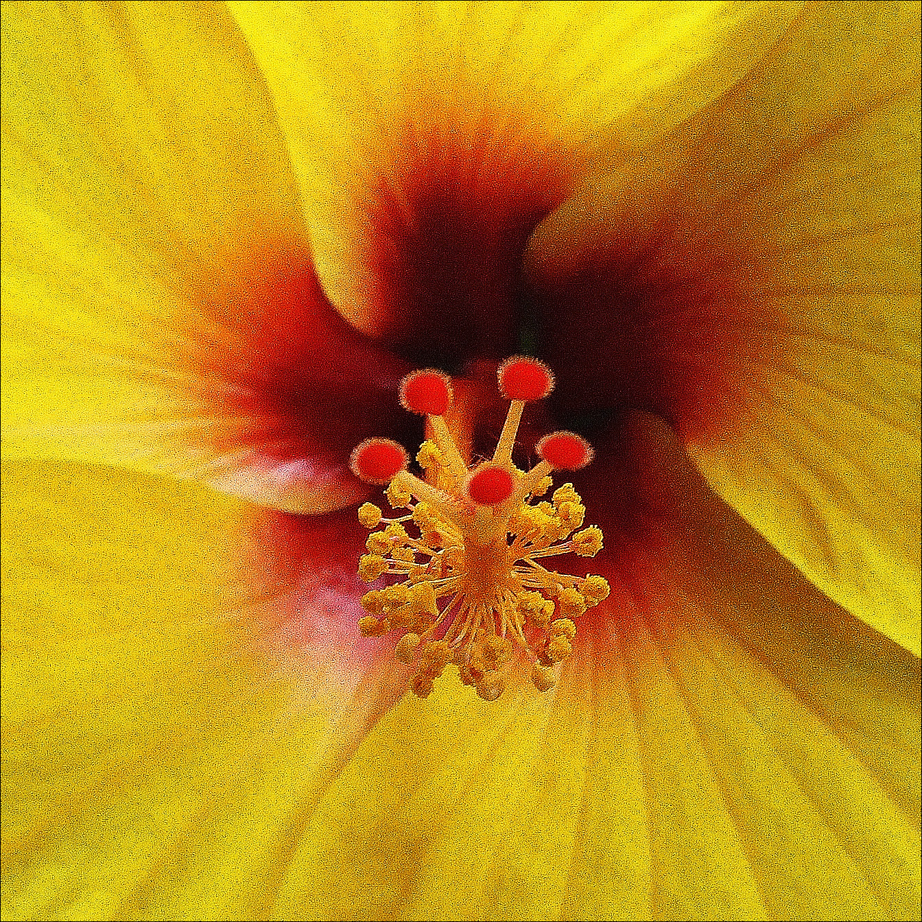 Hibiscus