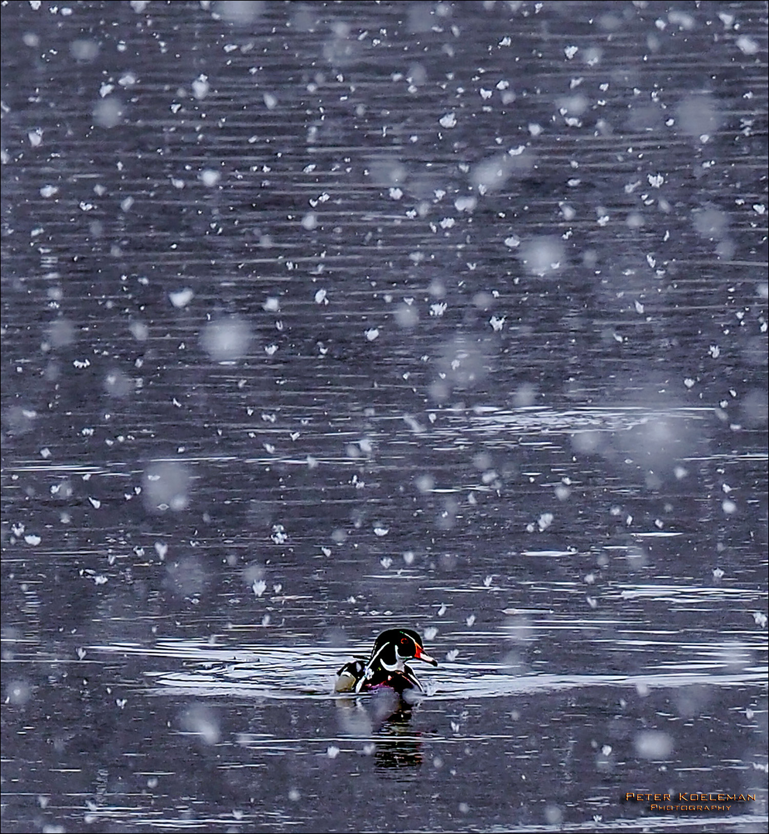 Male Wood Duck in Winter