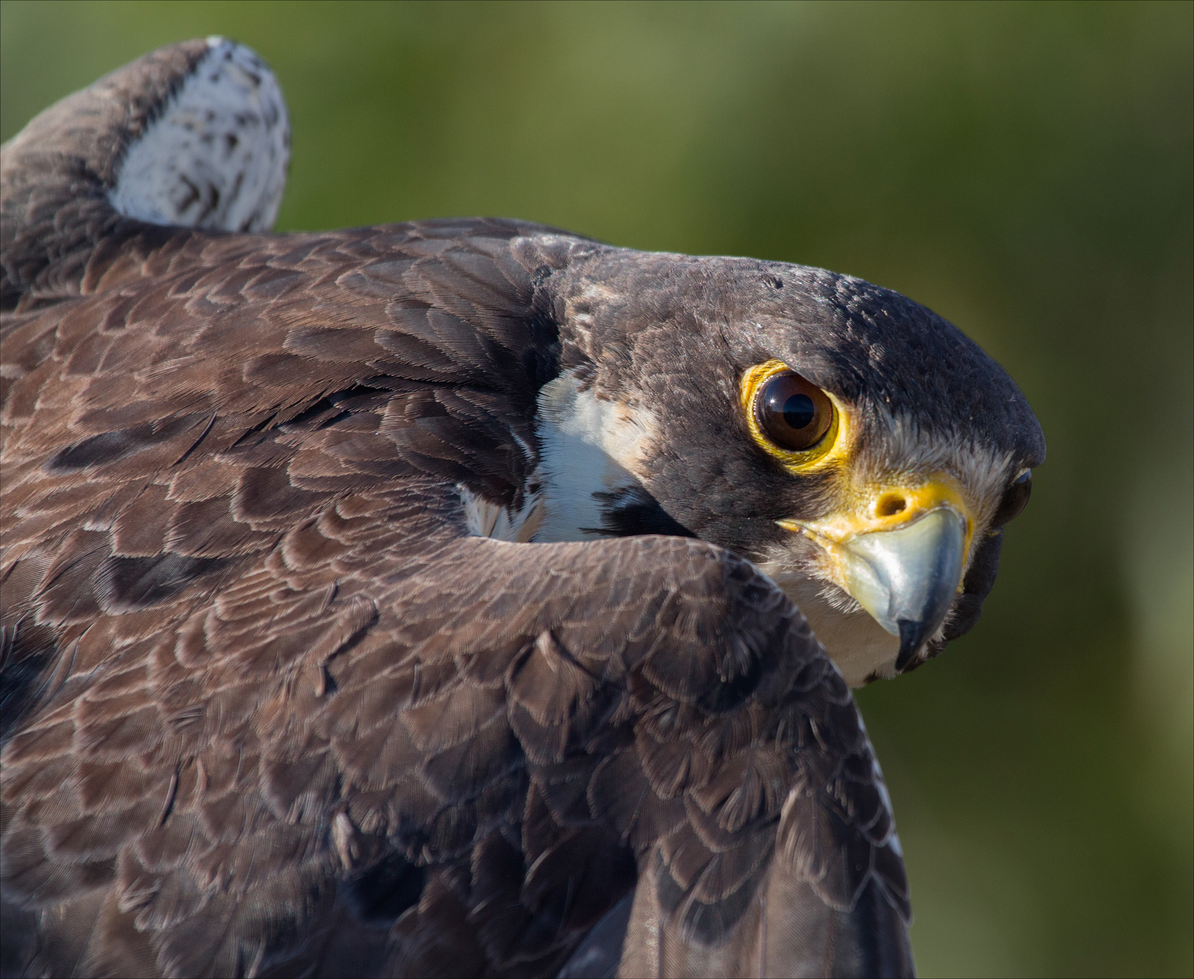 Peregrin Falcon