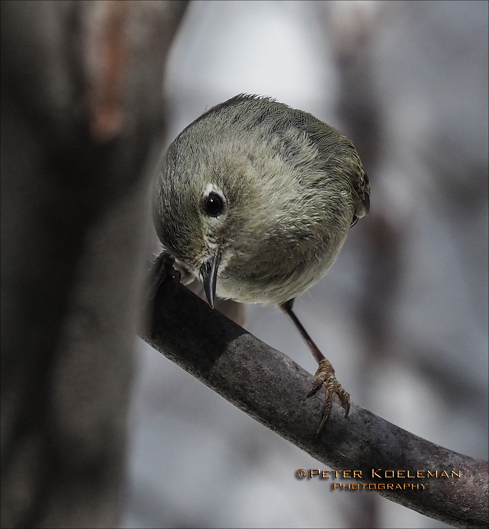 Ruby Crested Kinglet