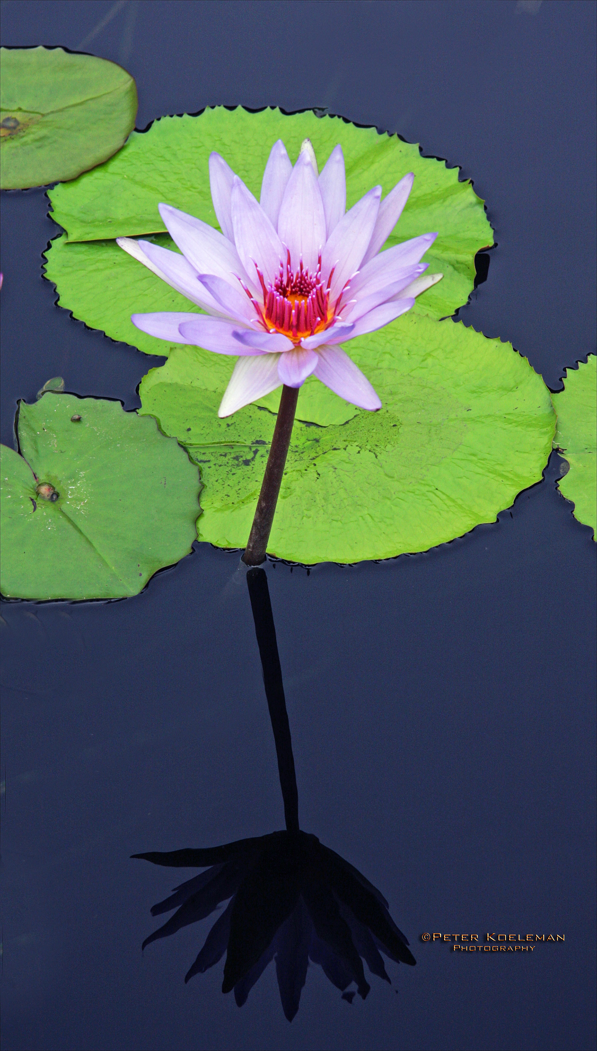 Lotus