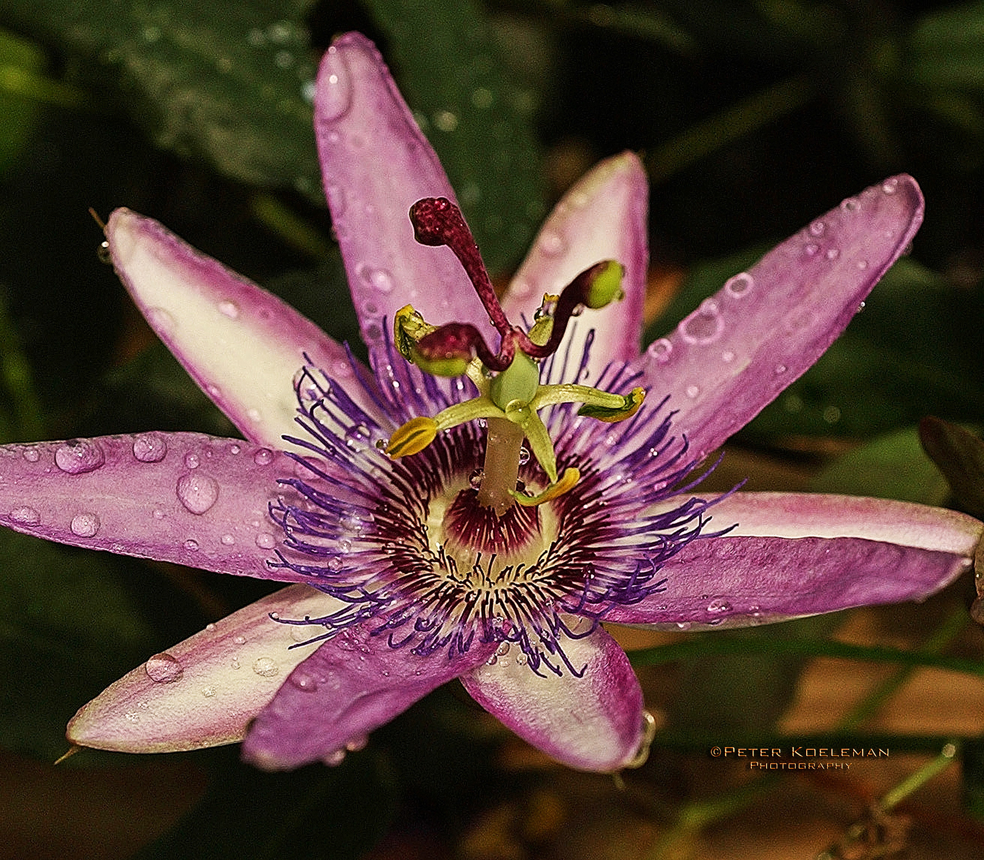 Passion Flower