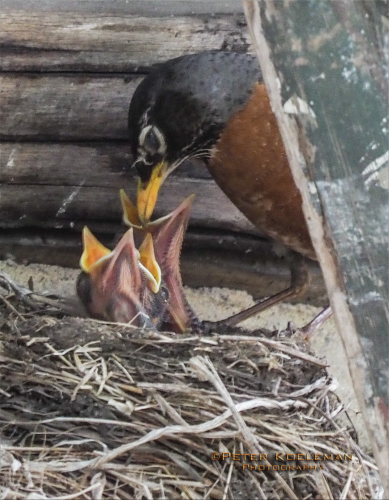 Robin Feeding Chicks
