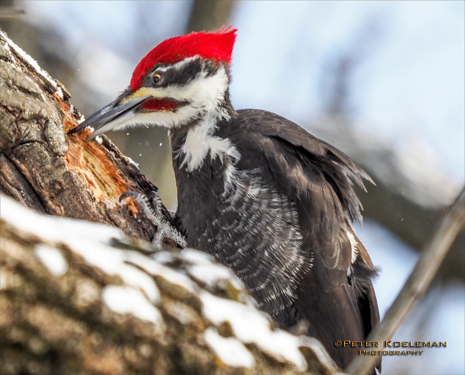 Pileated Woodpecker