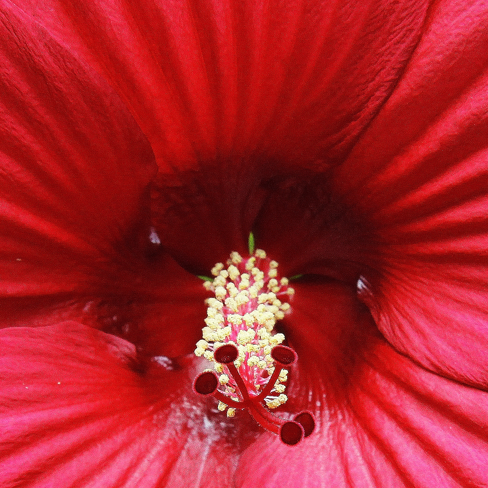 Hibiscus