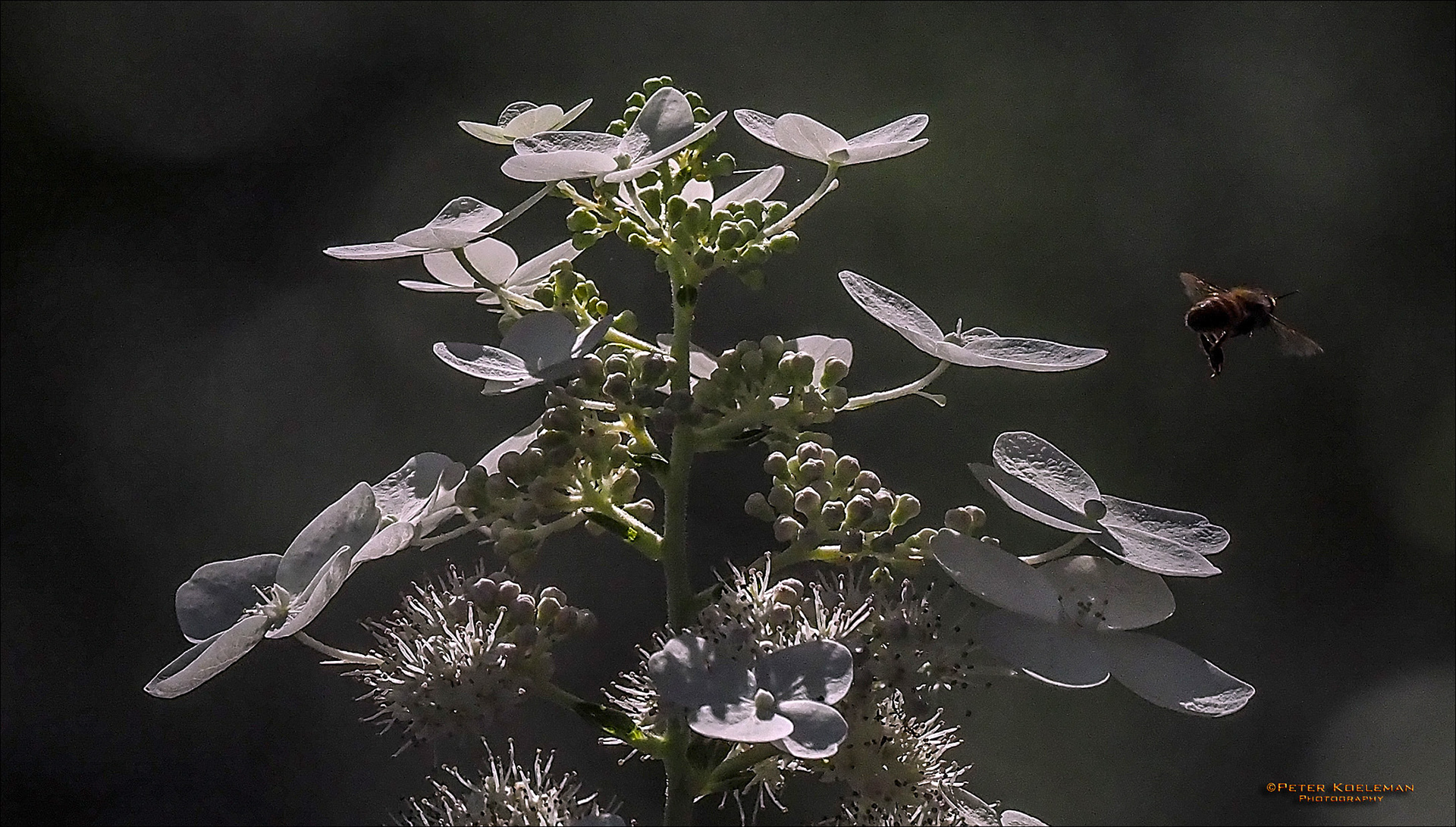 Hydrangea & Bumblebee