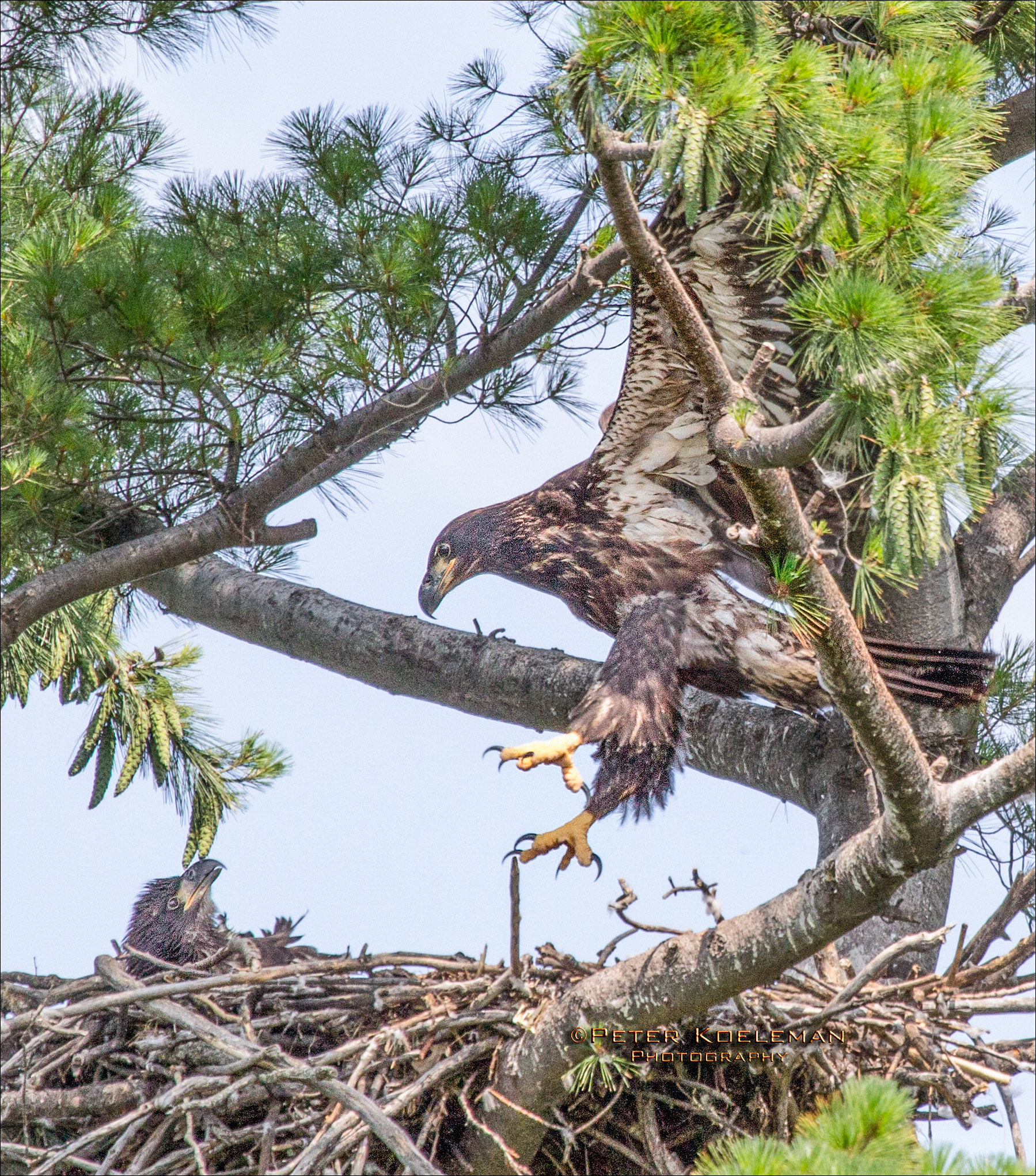 Juvenile Testing Those Wings