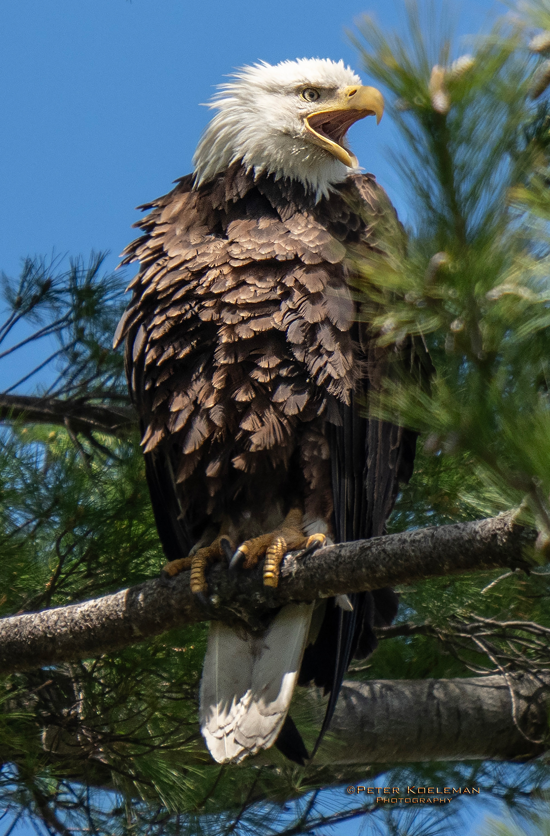 Guarding the Nest