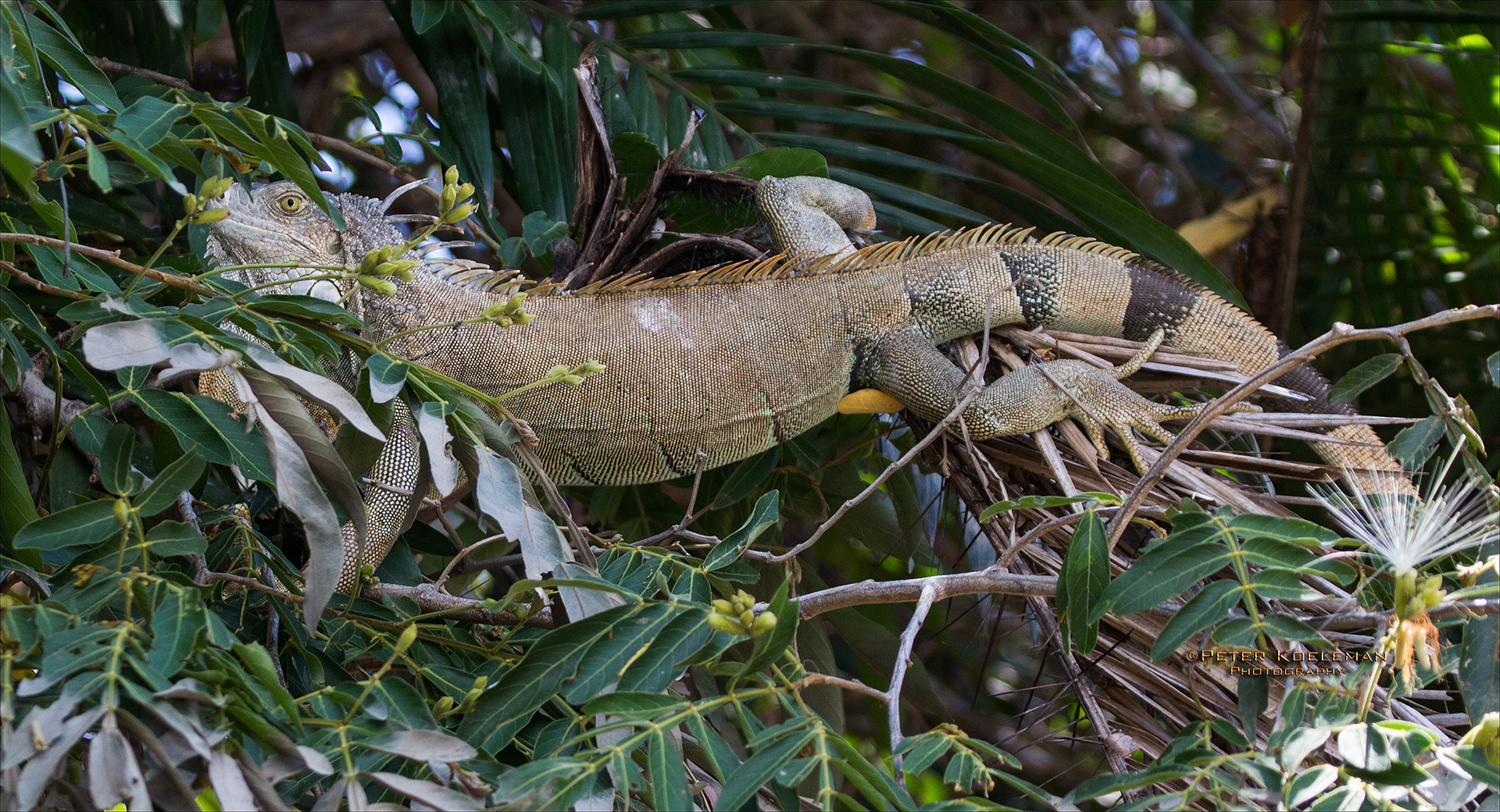 Iguana - Costa Rica