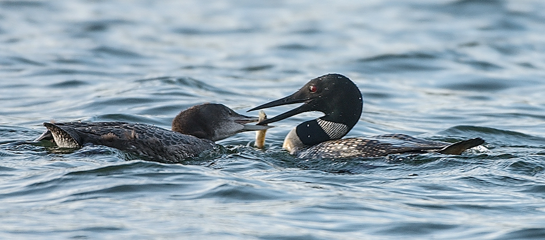 Northern Loon Feeding Chick