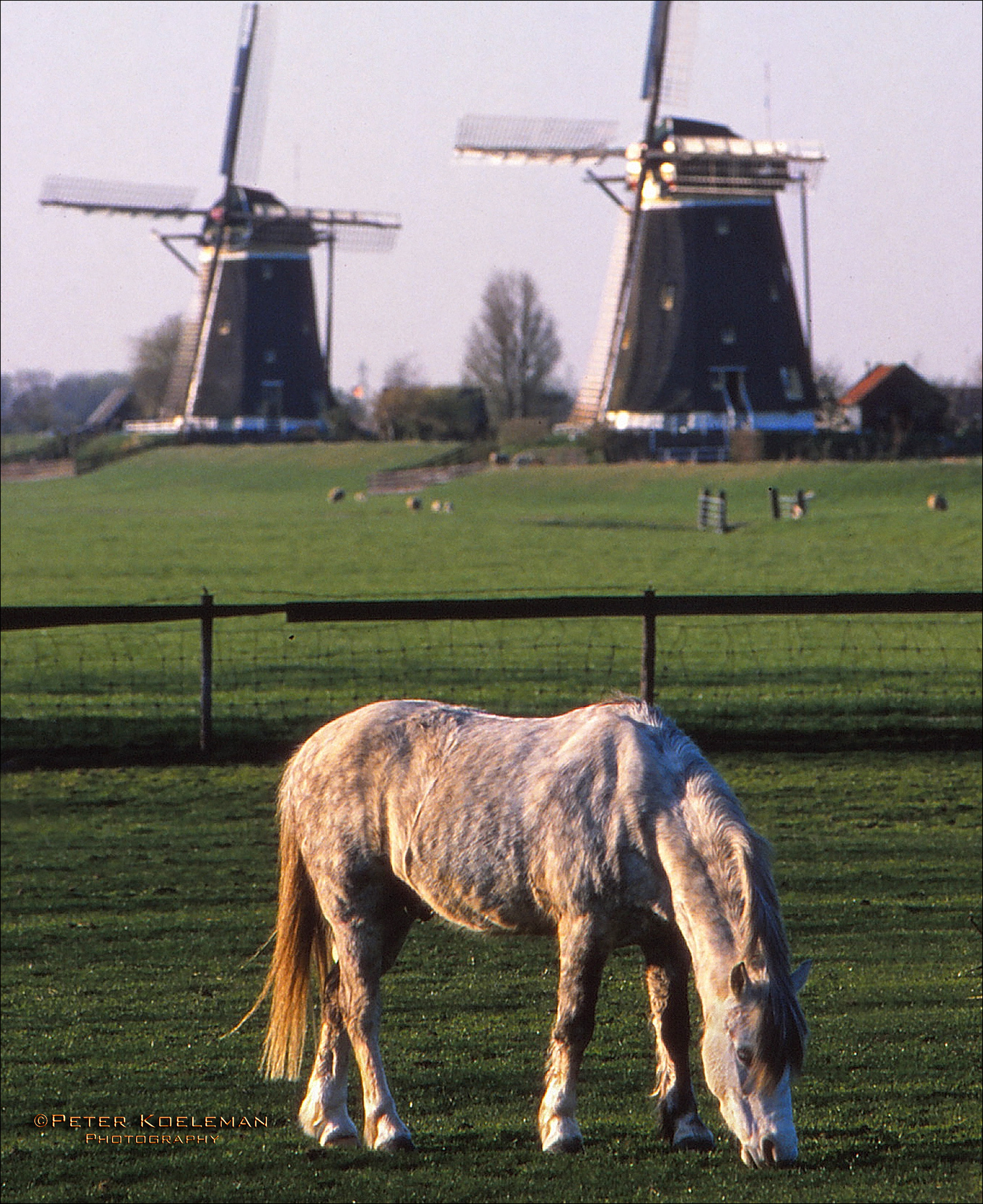 Horse & Windmills
