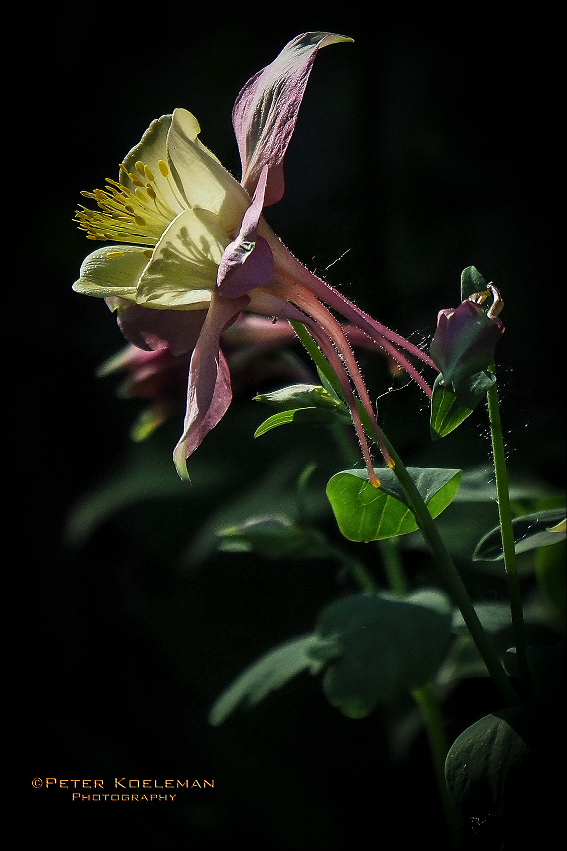 Columbine