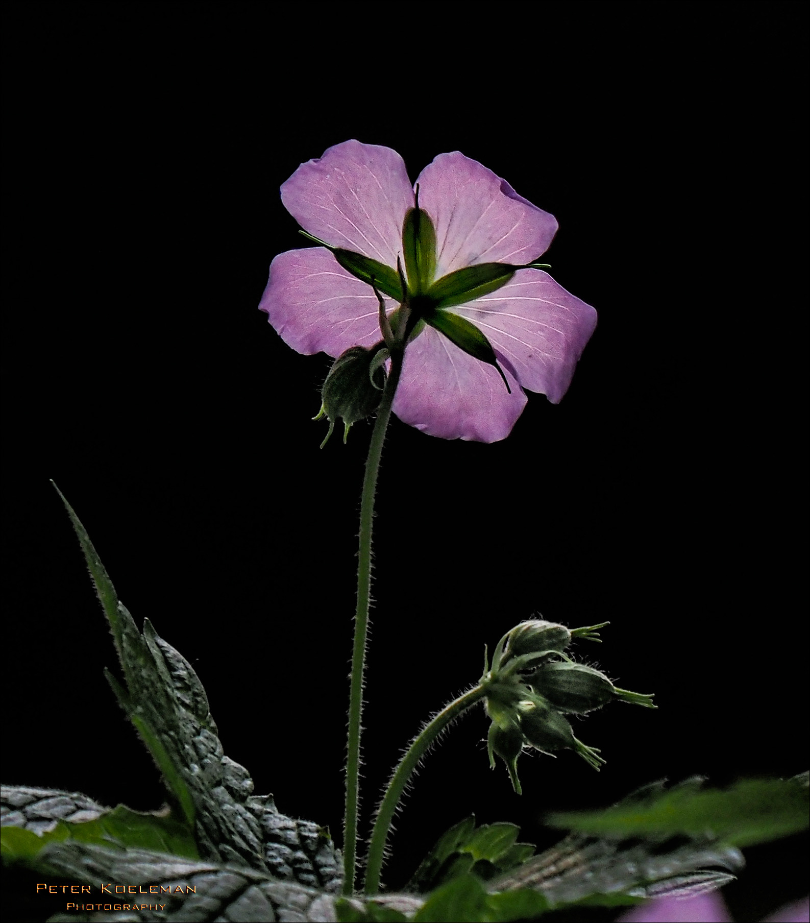 Geranium