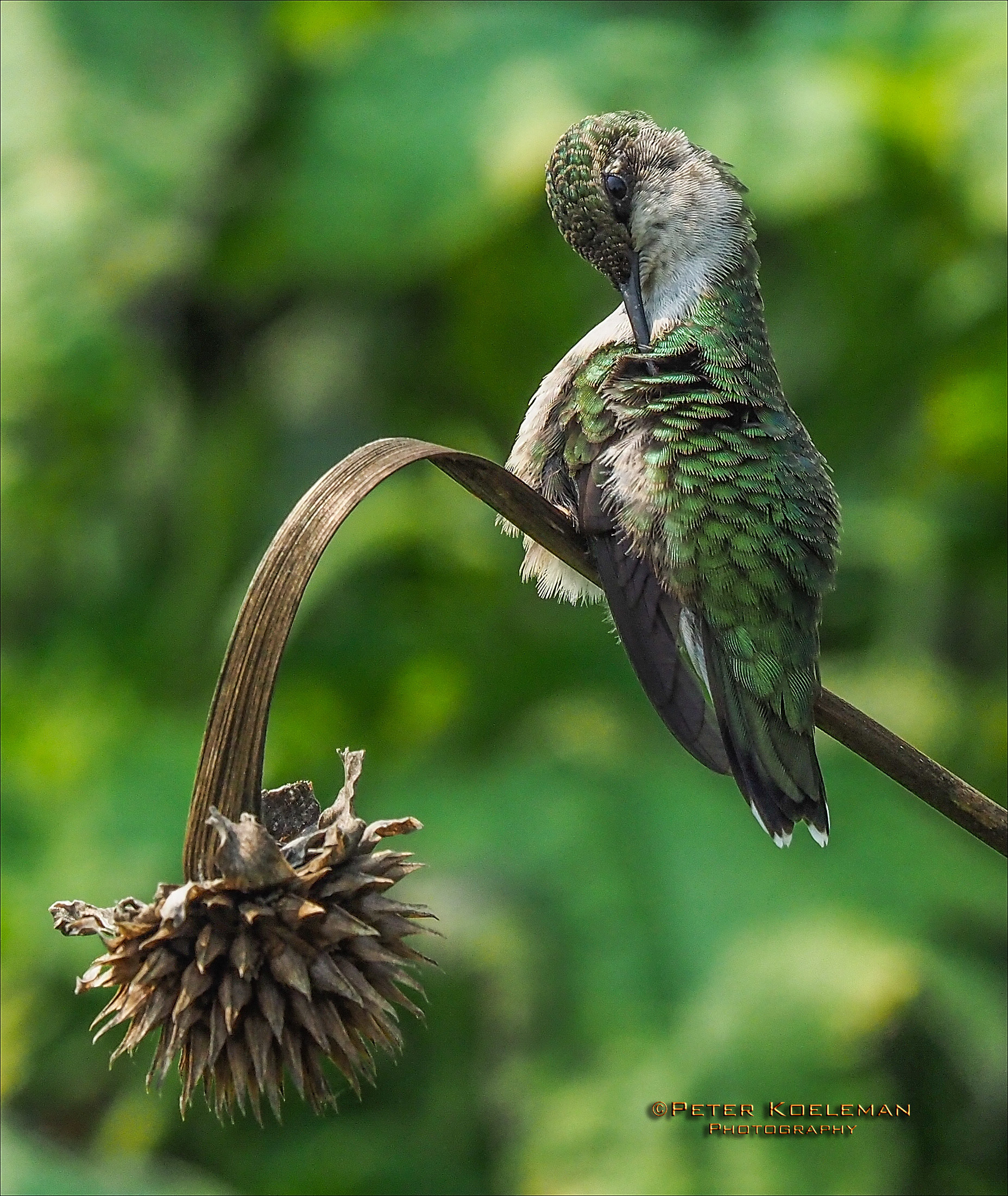 Ruby-Throated Hummingbird