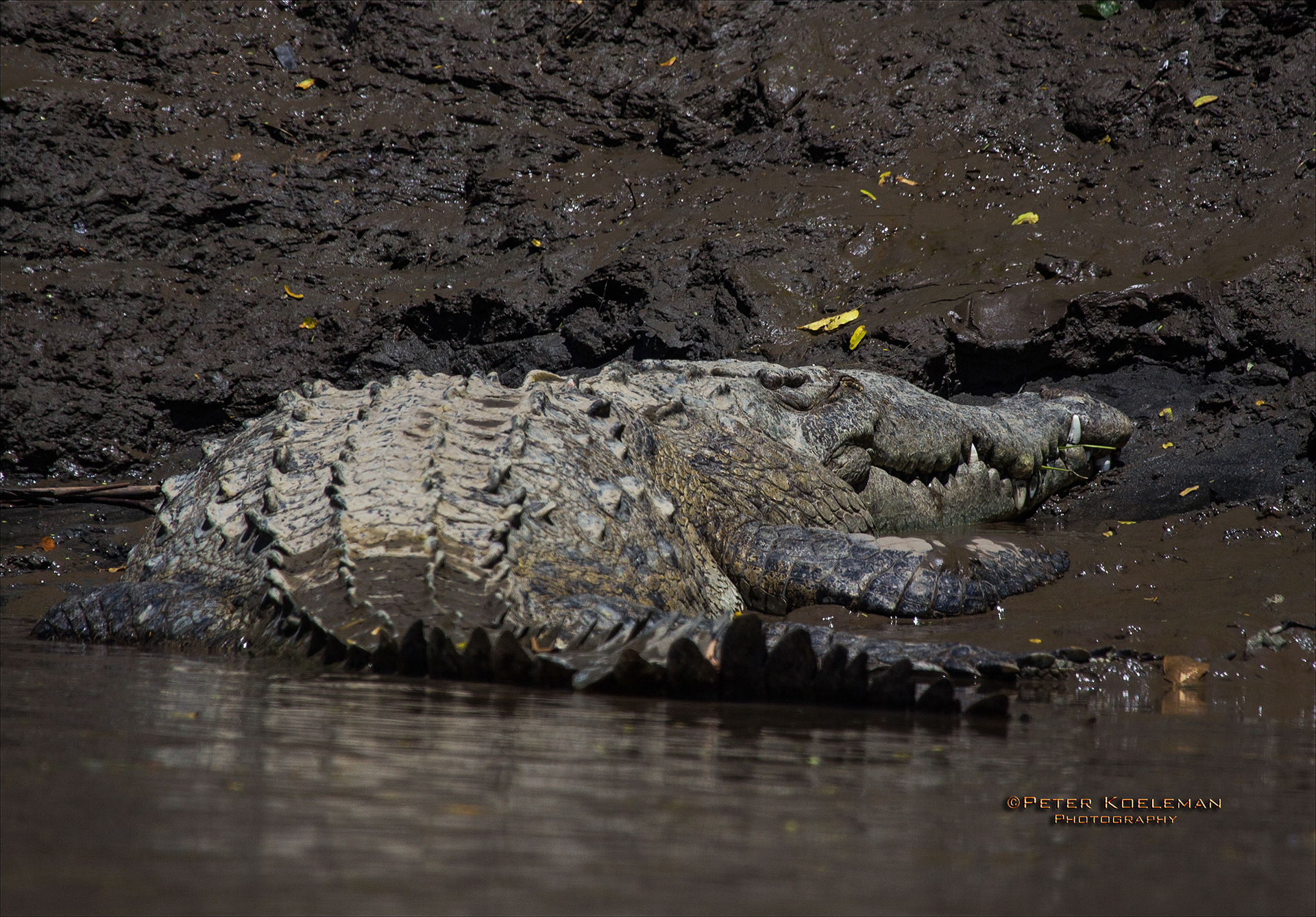 Crocodile - Costa Rica