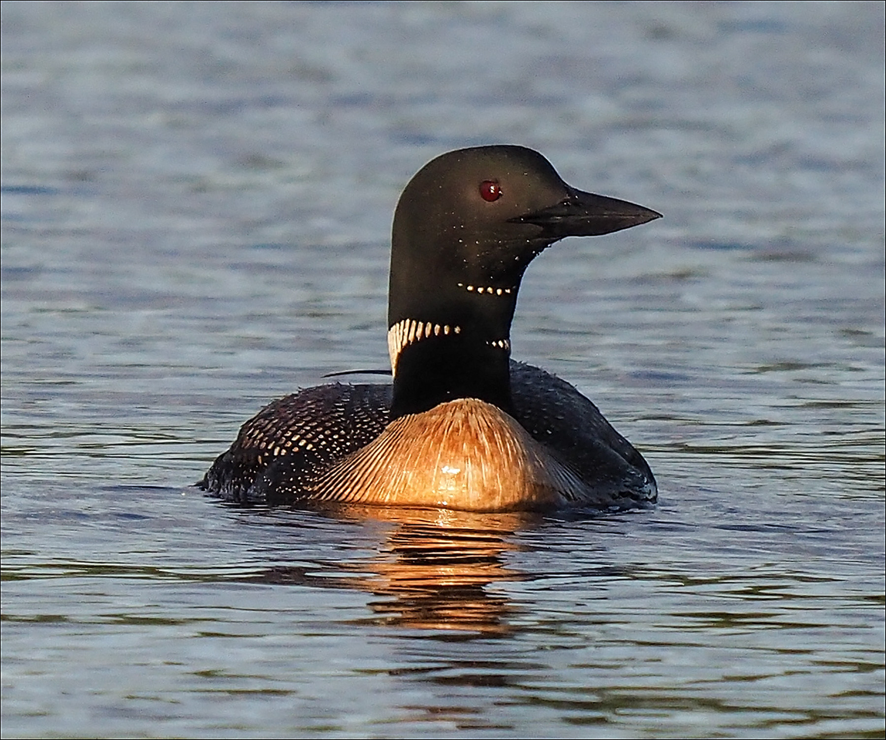Loon