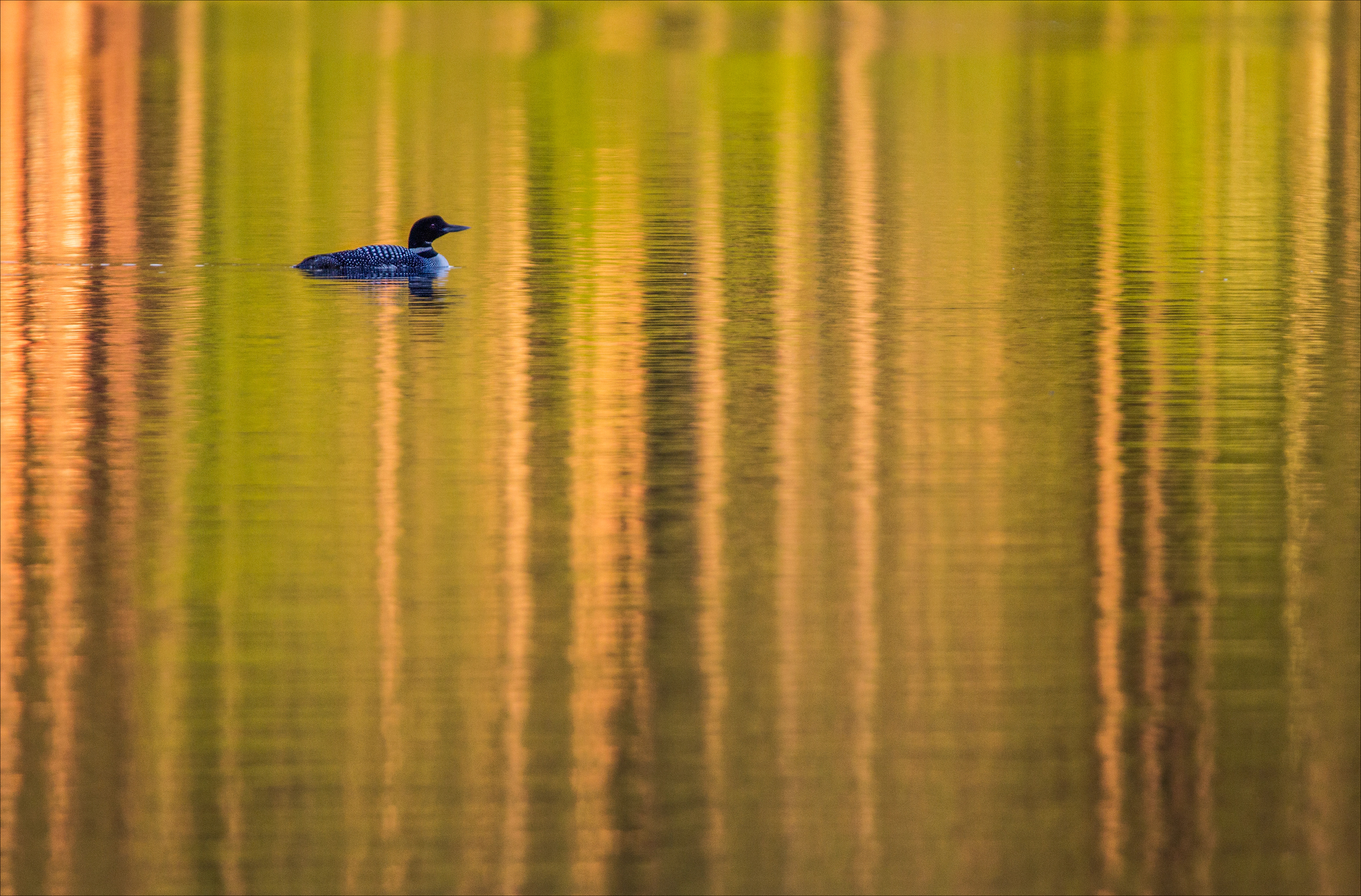 Loon on Lake Reflecting Fall Trees