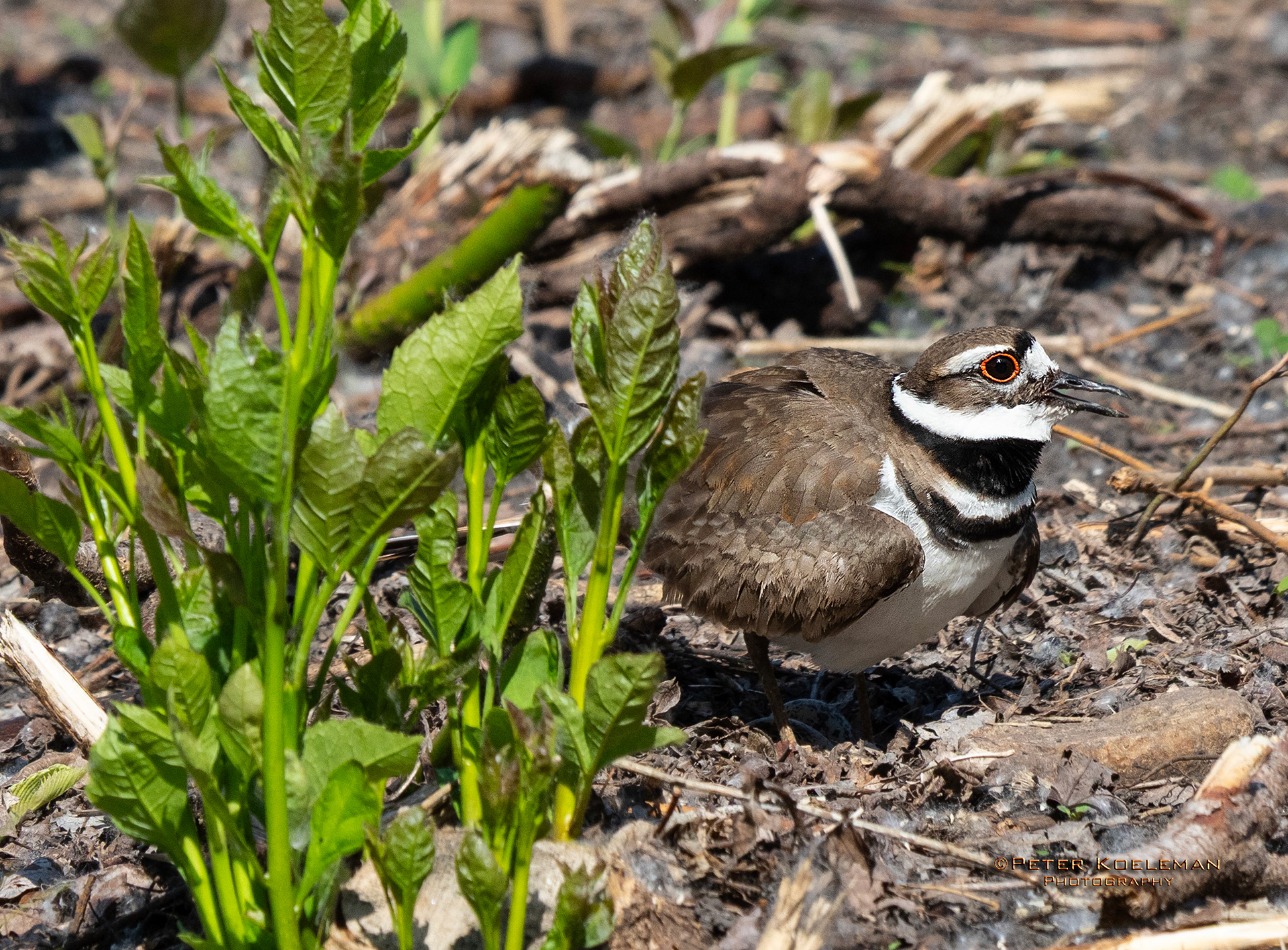 Killdeer Guarding Nest