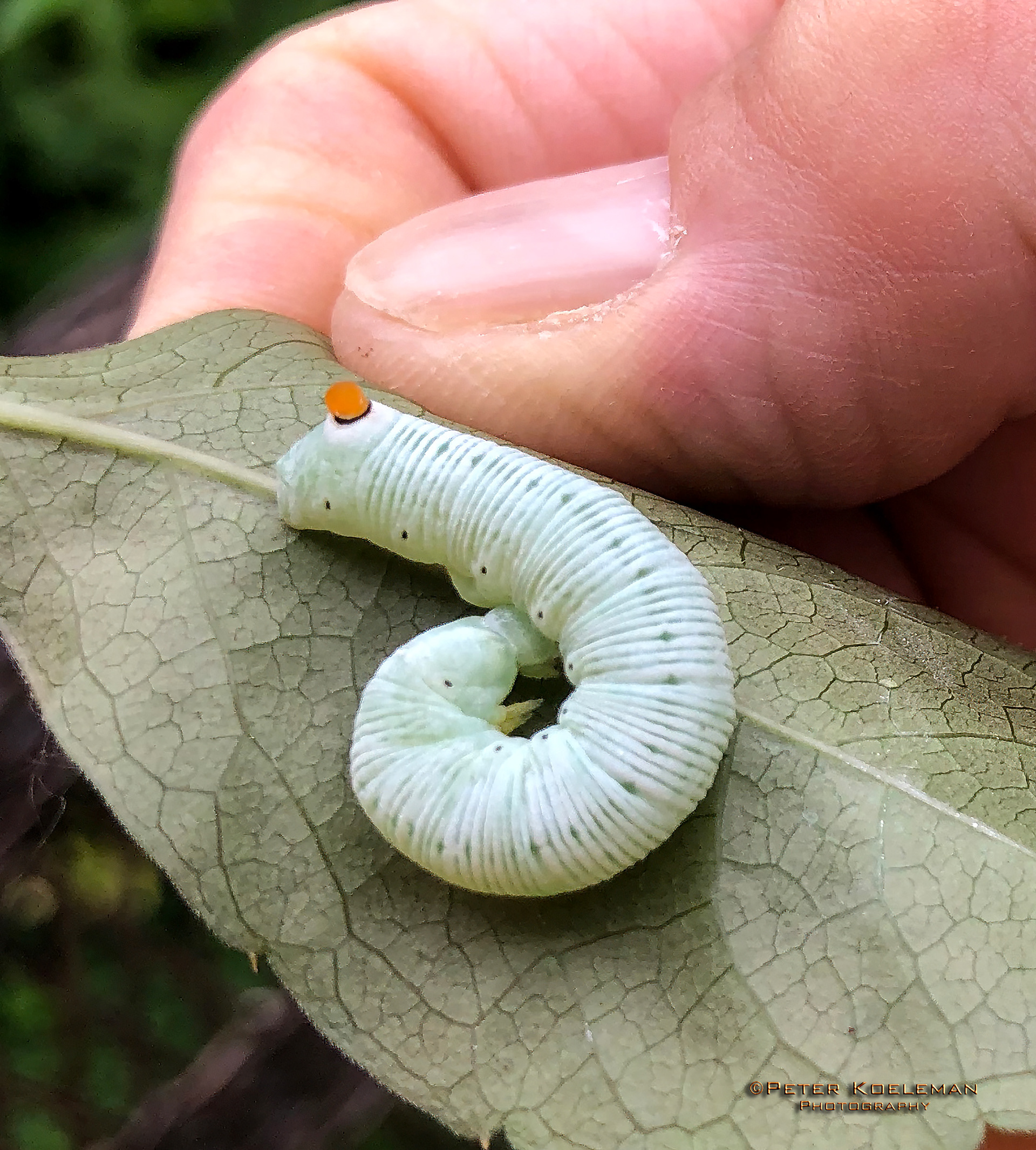 Abbott’s Sphinx Moth Caterpillar