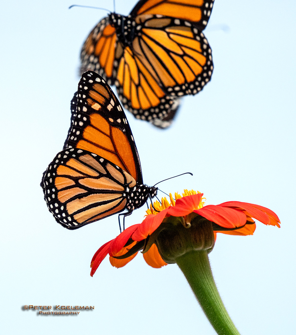 Monarch Butterflies