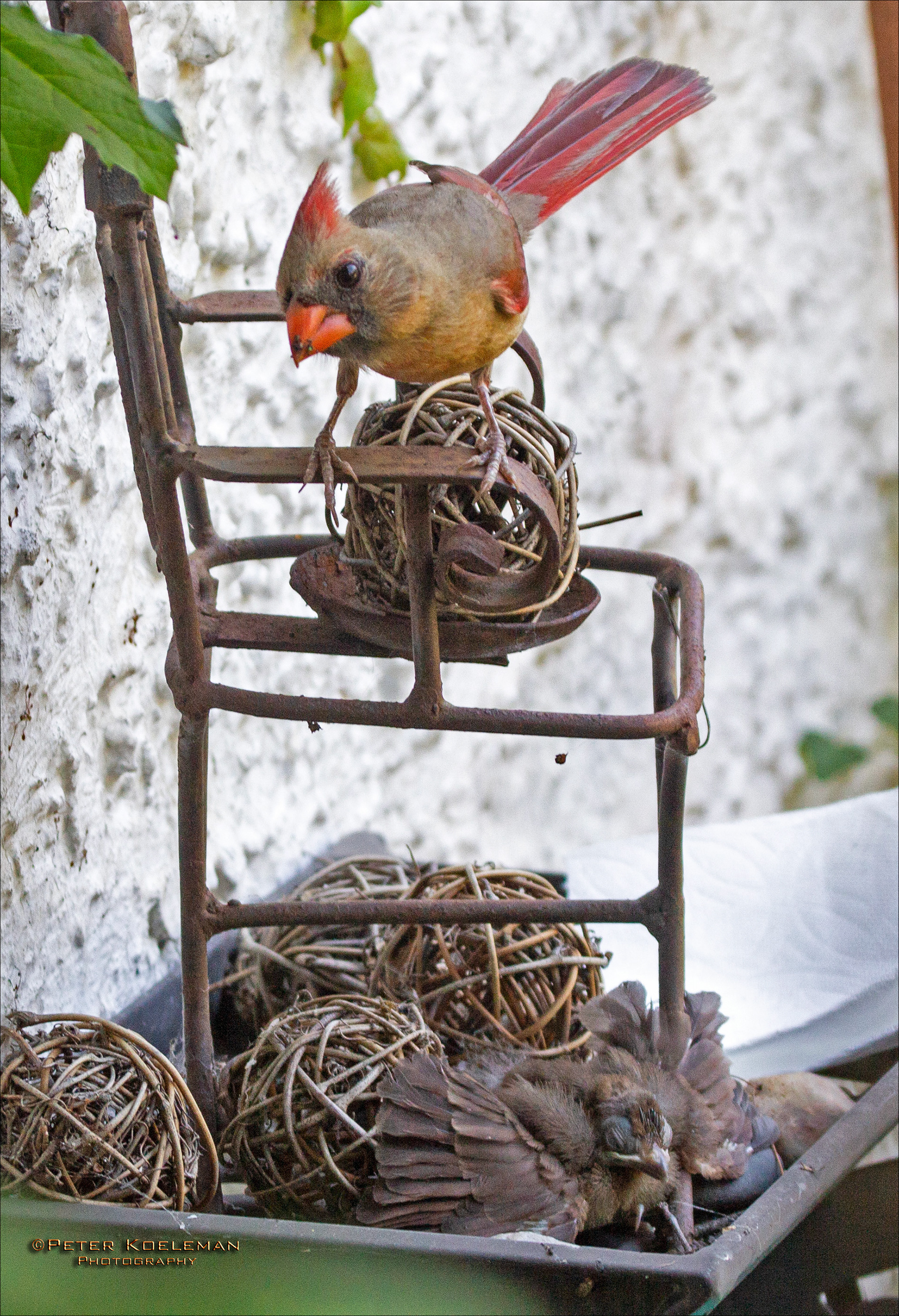 Cardinal Guarding Chick That Fell Out of Nest