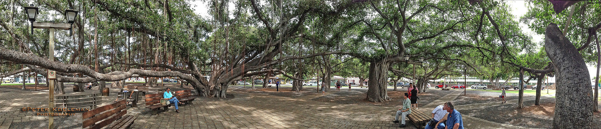 Banyon Tree - Lahaina, Maui