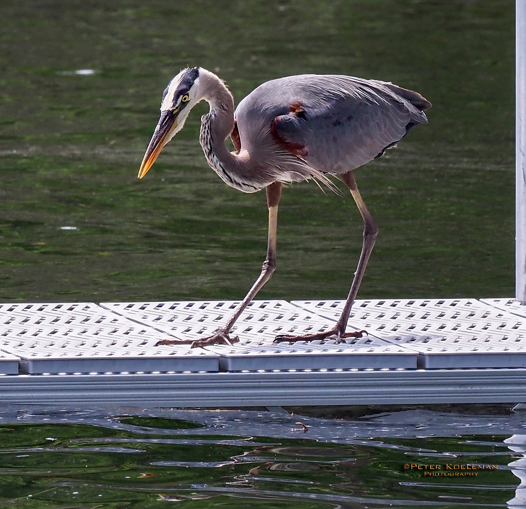 Great Blue Heron