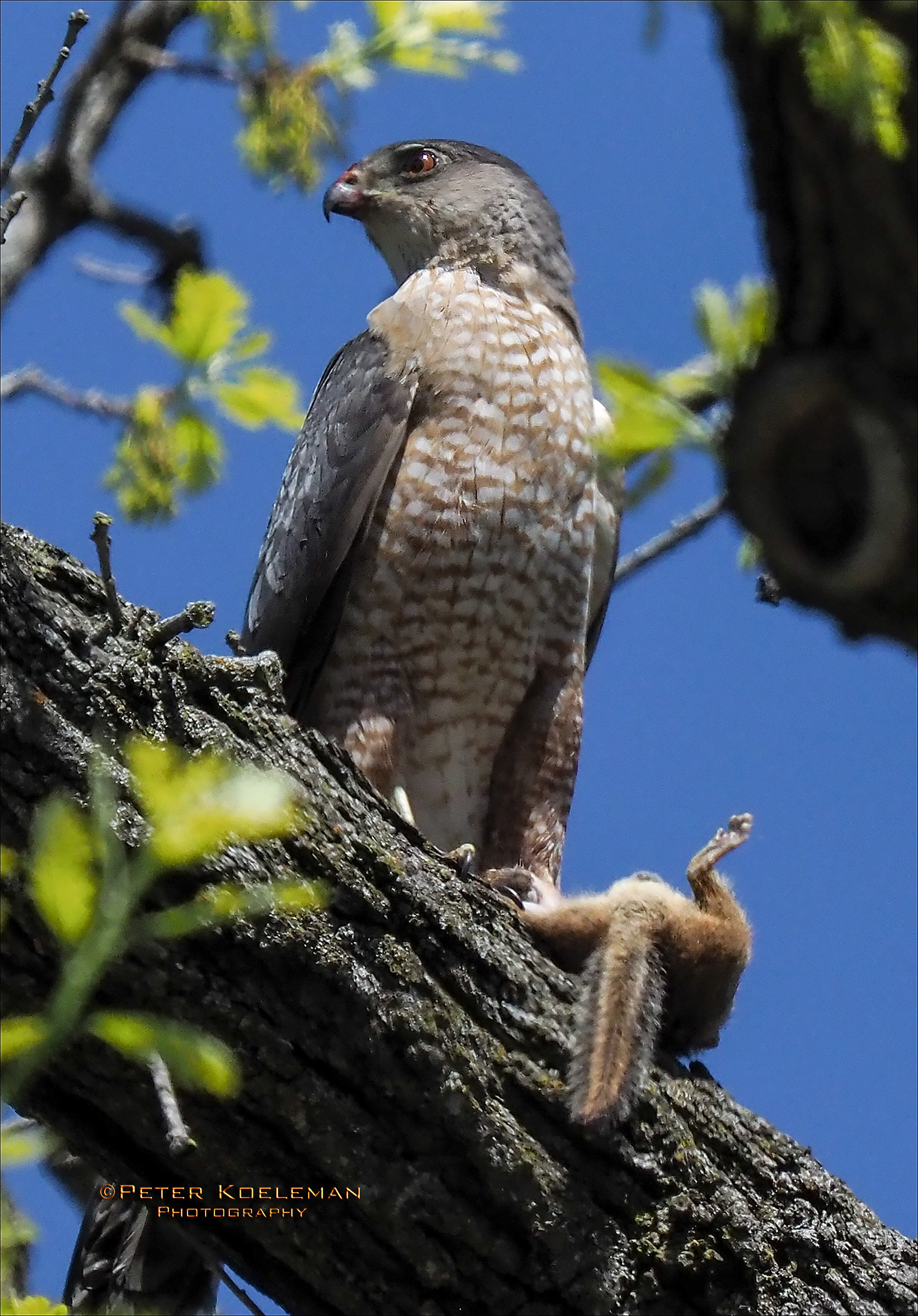 Cooper's Hawk with Meal