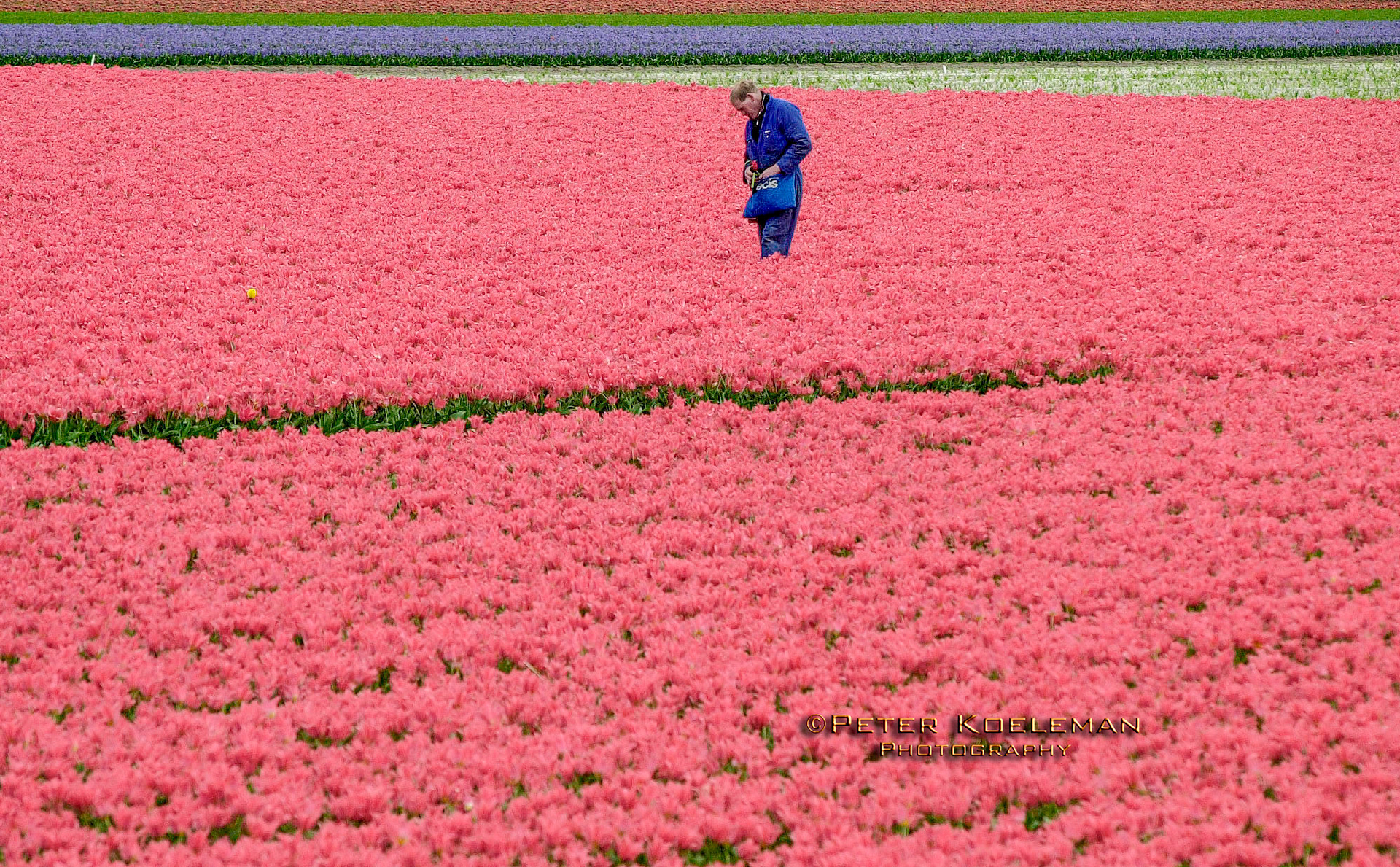 Tending the Tulip Field - The Netherlands